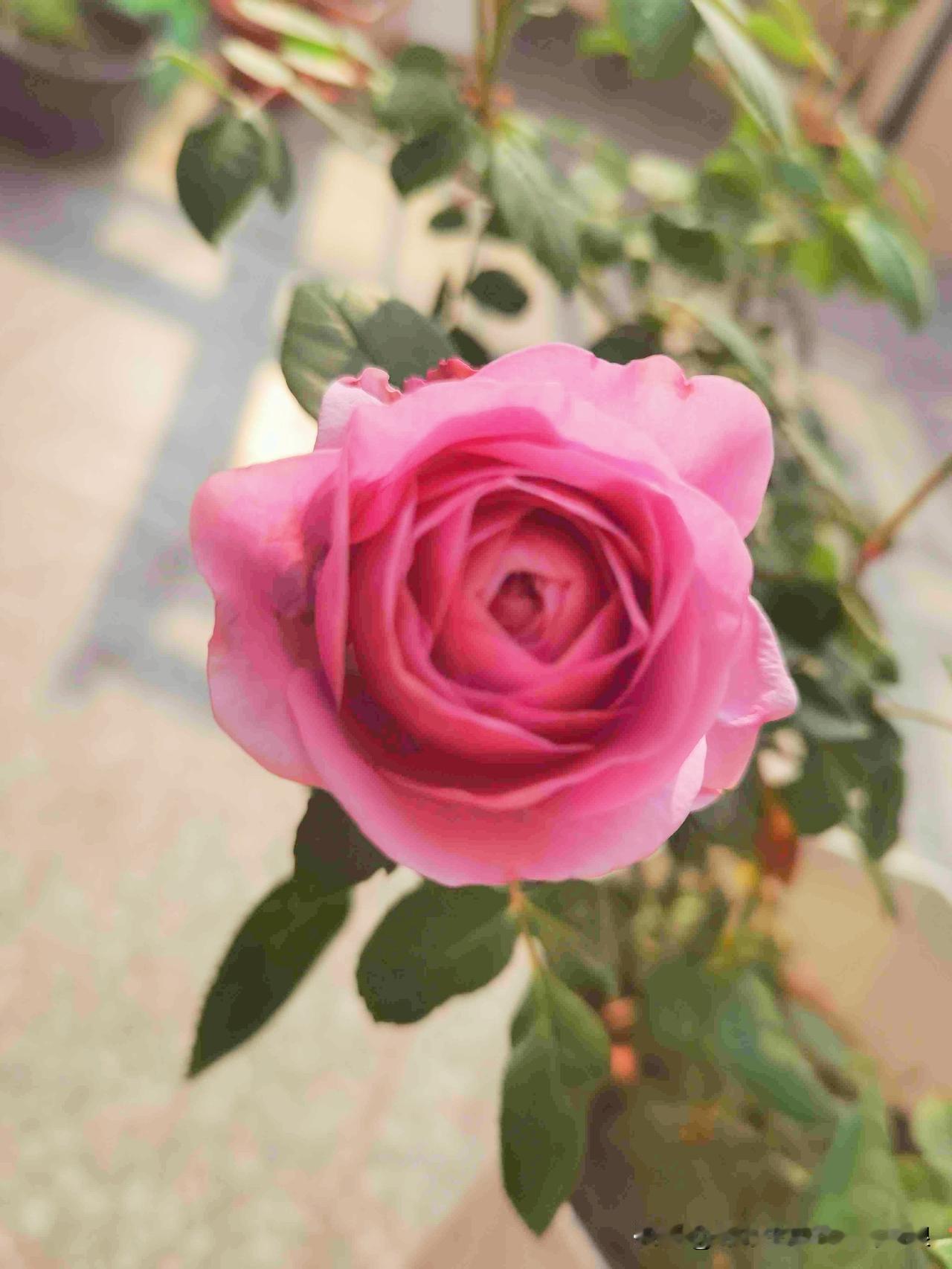 我的今日状态：😁轻松愉快
我这里的天气：☀️晴天
一觉睡到自然醒的感觉太爽了！