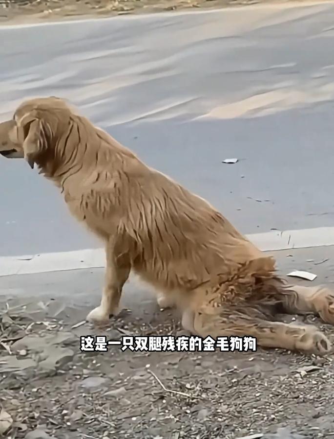 心酸又治愈！残疾金毛惨遭主人抛弃，流浪苦苦求生，平凡小哥倾尽温柔救赎❤️
 
谁