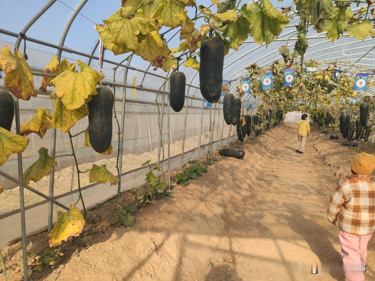 双休日到黄河滩摘菜去！今年是郑州举办的第五届蔬菜采摘节，来的人真不少，不但有应有