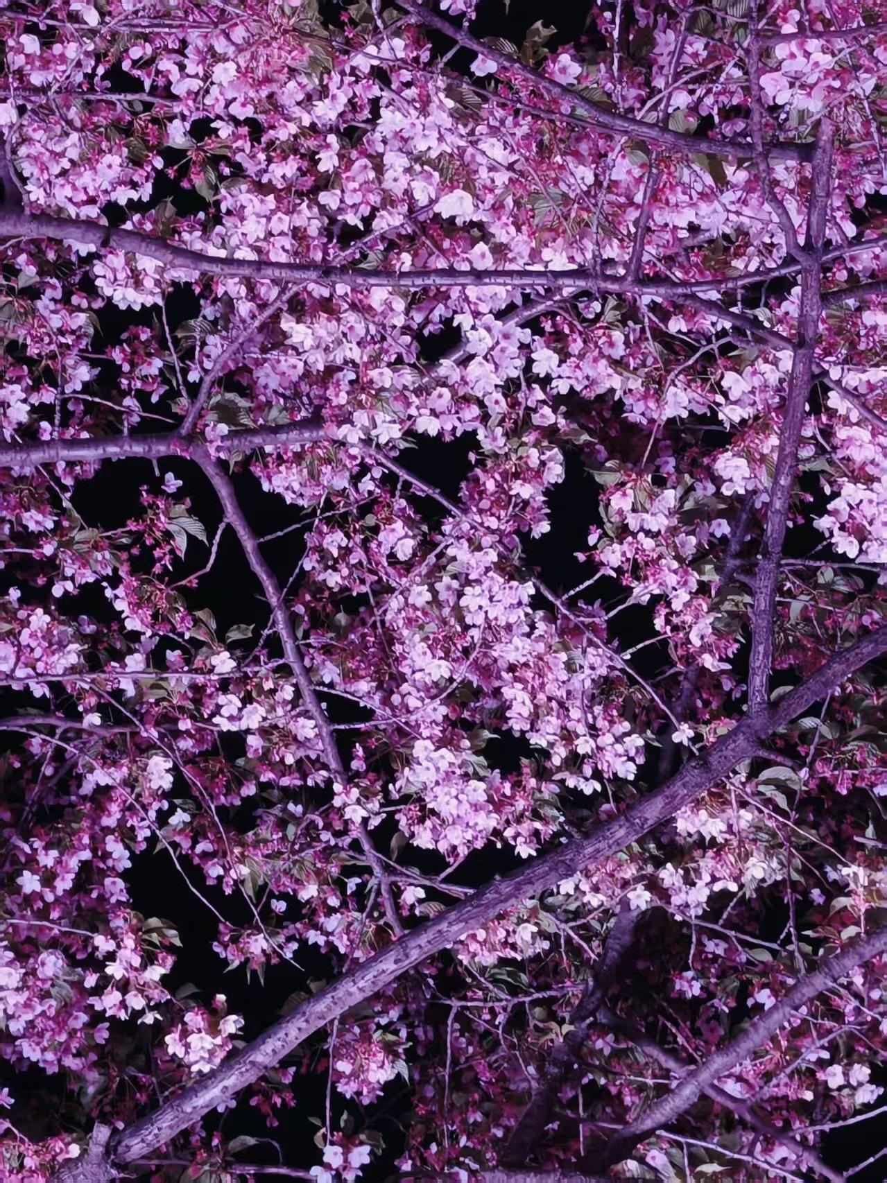 《鼋头渚书》

鼋头渚像一本翻页的书，一页页，尽是精彩。四季里，总有让人心动的时