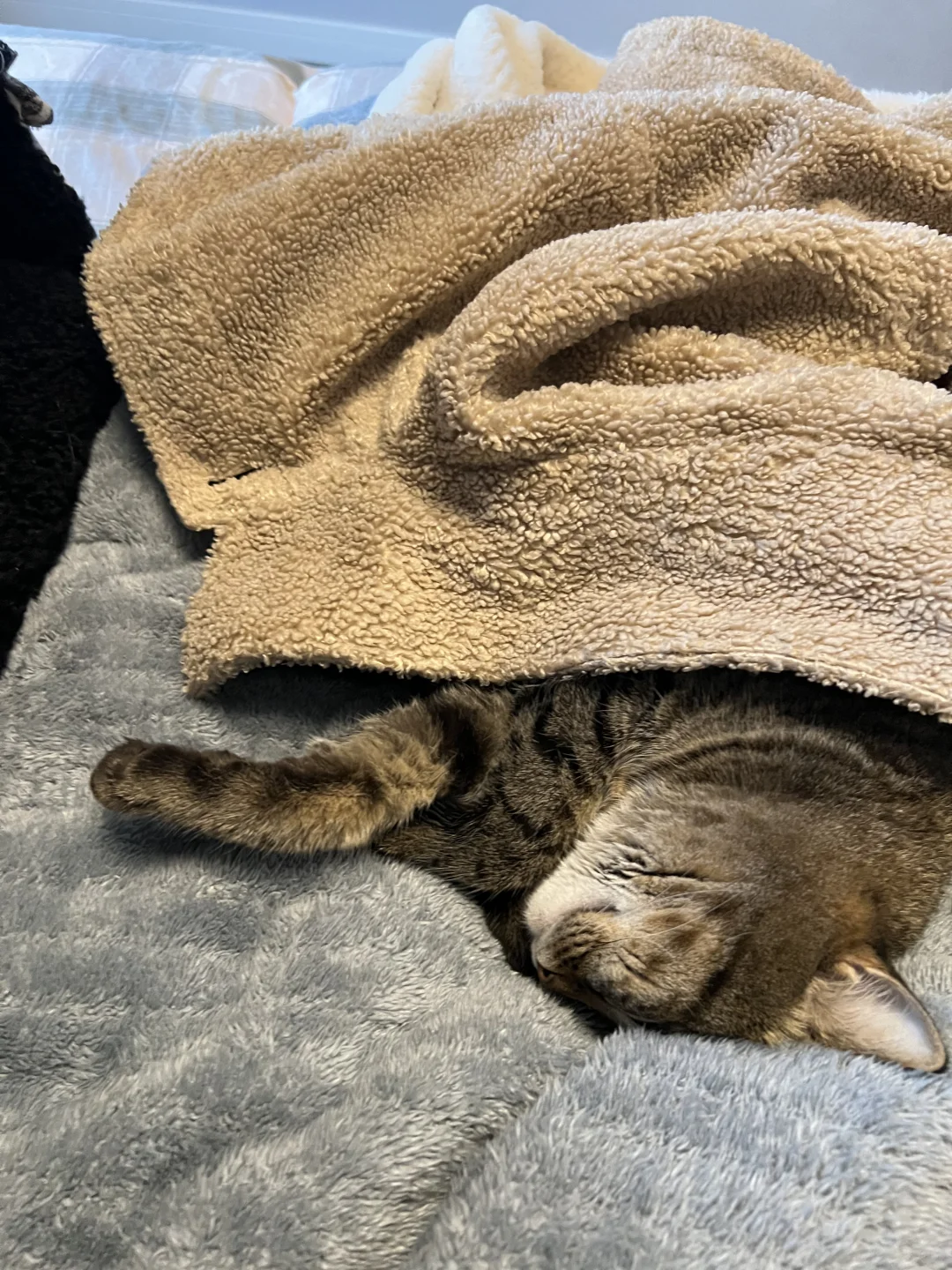 下雨天和🐱