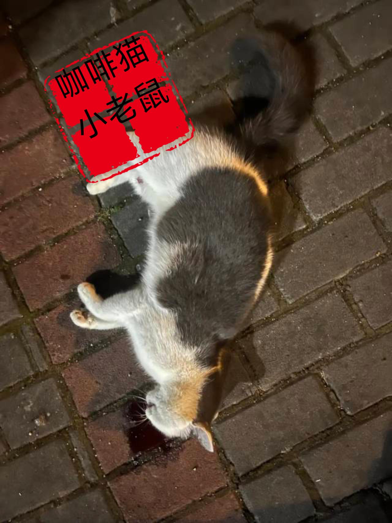 2026年4月9日傍晚2点左右，一位小姐姐在下班回家的途中，竟然亲眼目睹了一场史