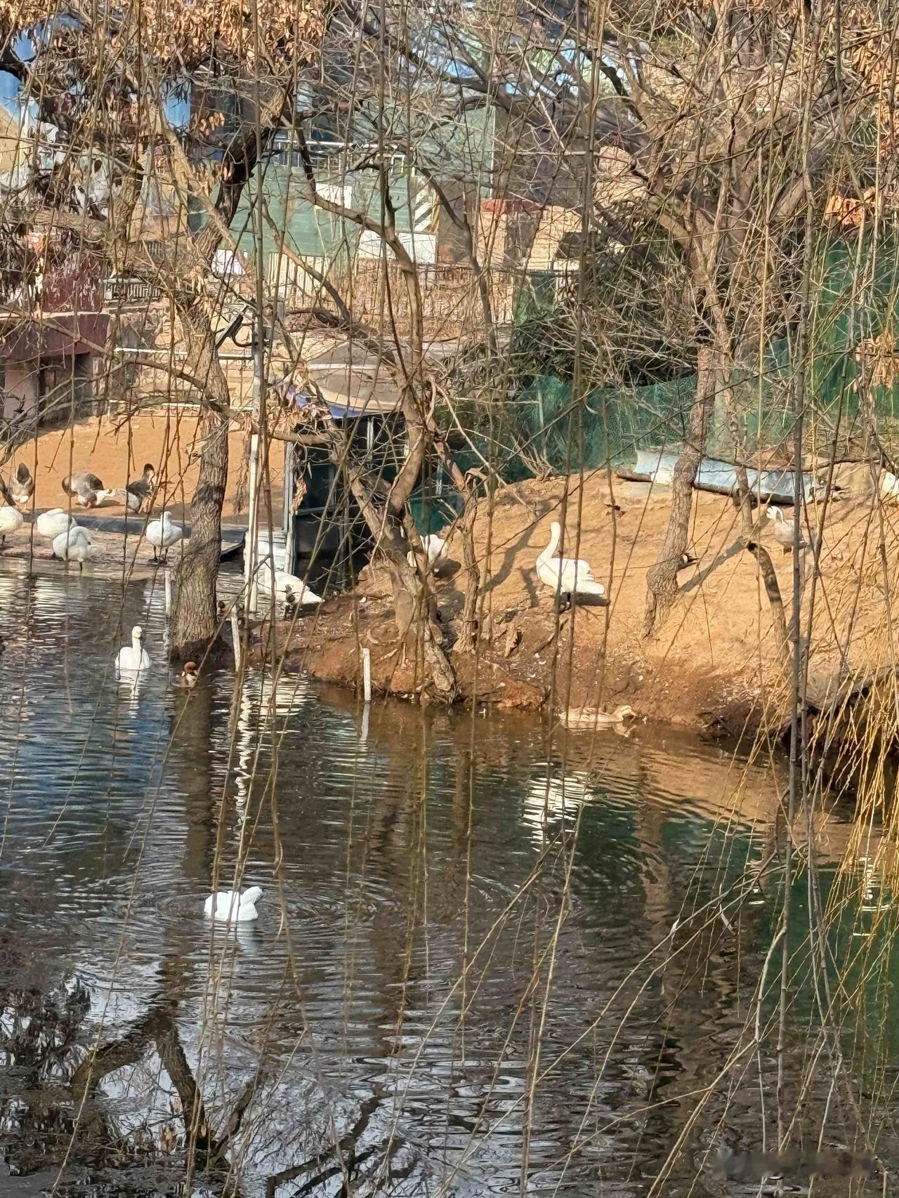 我昨从中山公园回来的时候，想起很长时间没有去动物园看看了，中山公园和我家的中间位