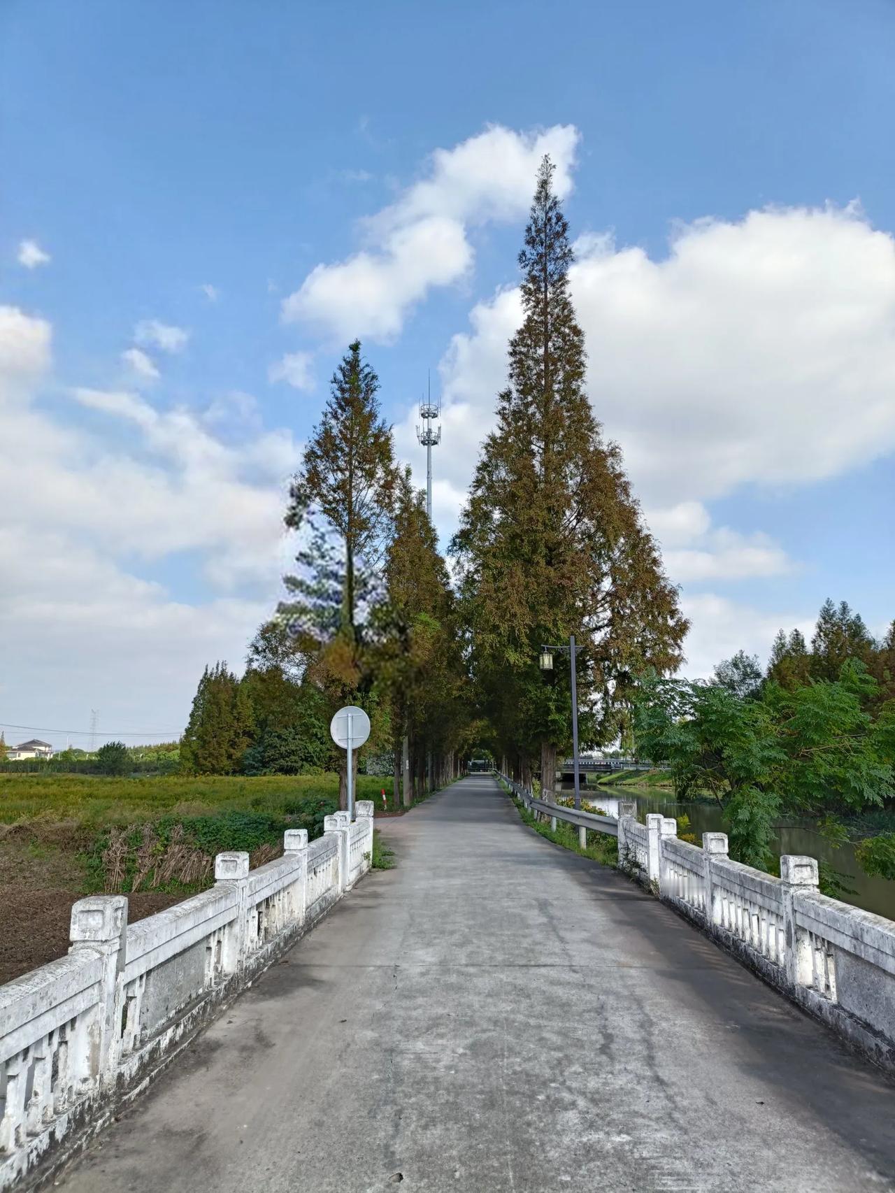 #看看你拍摄的树木照片#