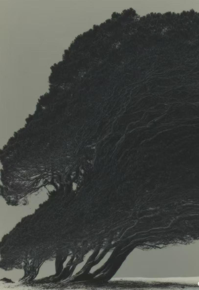 生命力
站在时间巨大的门廊回望
风声早已卷起衣襟[玫瑰]