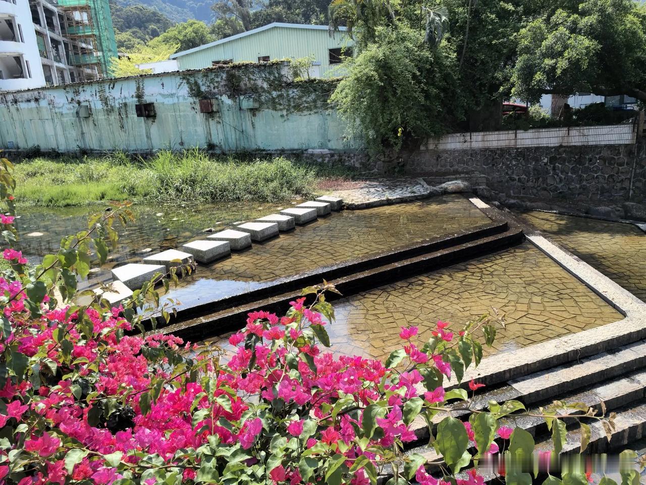 手机随拍花朵梧桐山十里杜鹃