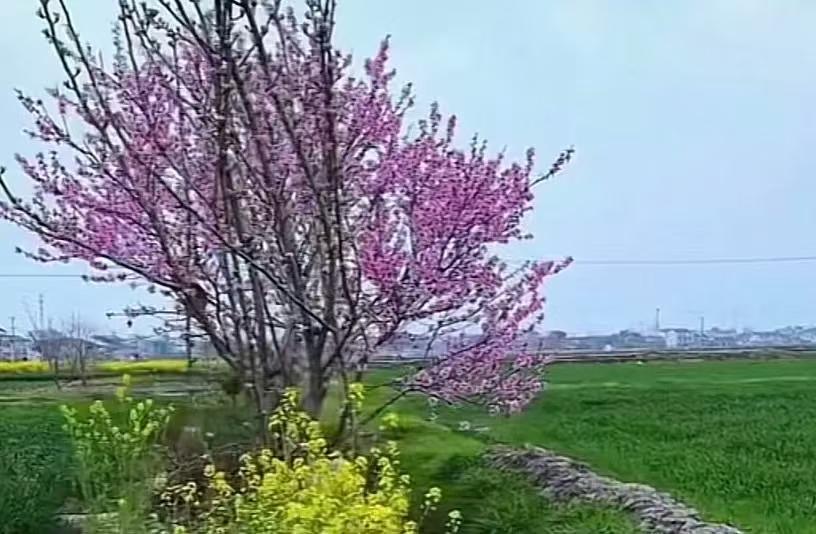 天净沙·桃花
仙葩飘落春风，
繁红笑满枝丛，
溪绕芳流向东。
独行寻艳，
绿涧一