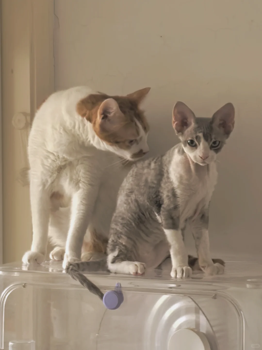 试过了 鸟语花香猫砂盆用不了21寸浴帽