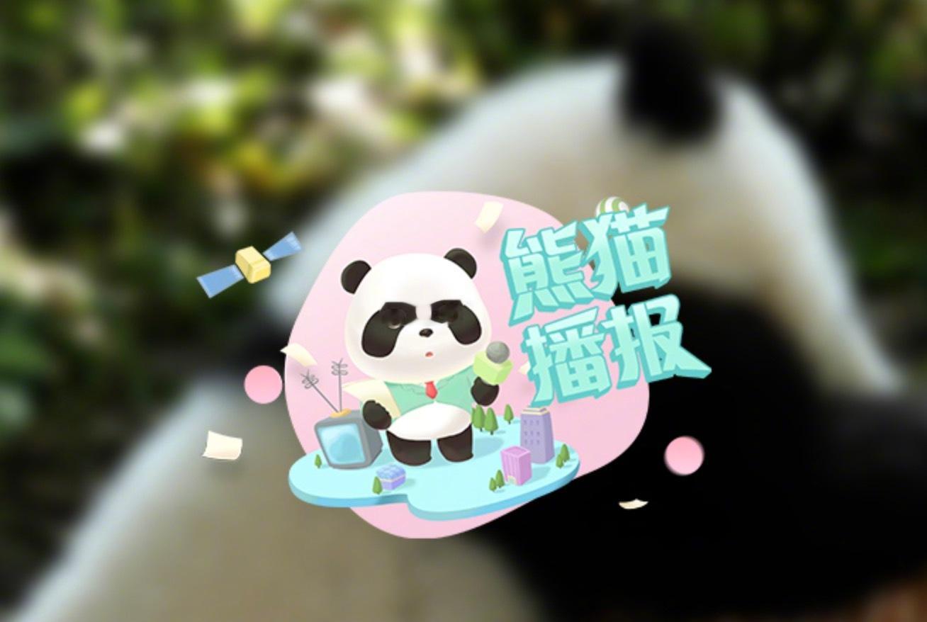【李家超：感谢中央政府再次赠送大熊猫予香港特区[熊猫]】香港特区政府发言人1日宣