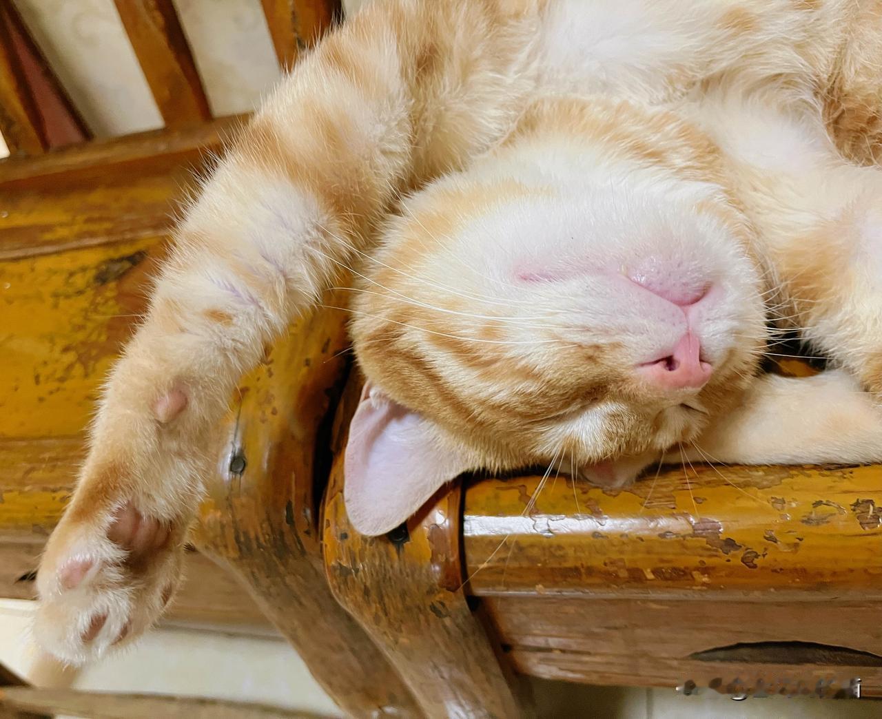 不敢相信，猫咪恢复的这么好。整整两个月，体重从回家那天6.6斤到现在9.2斤，抱
