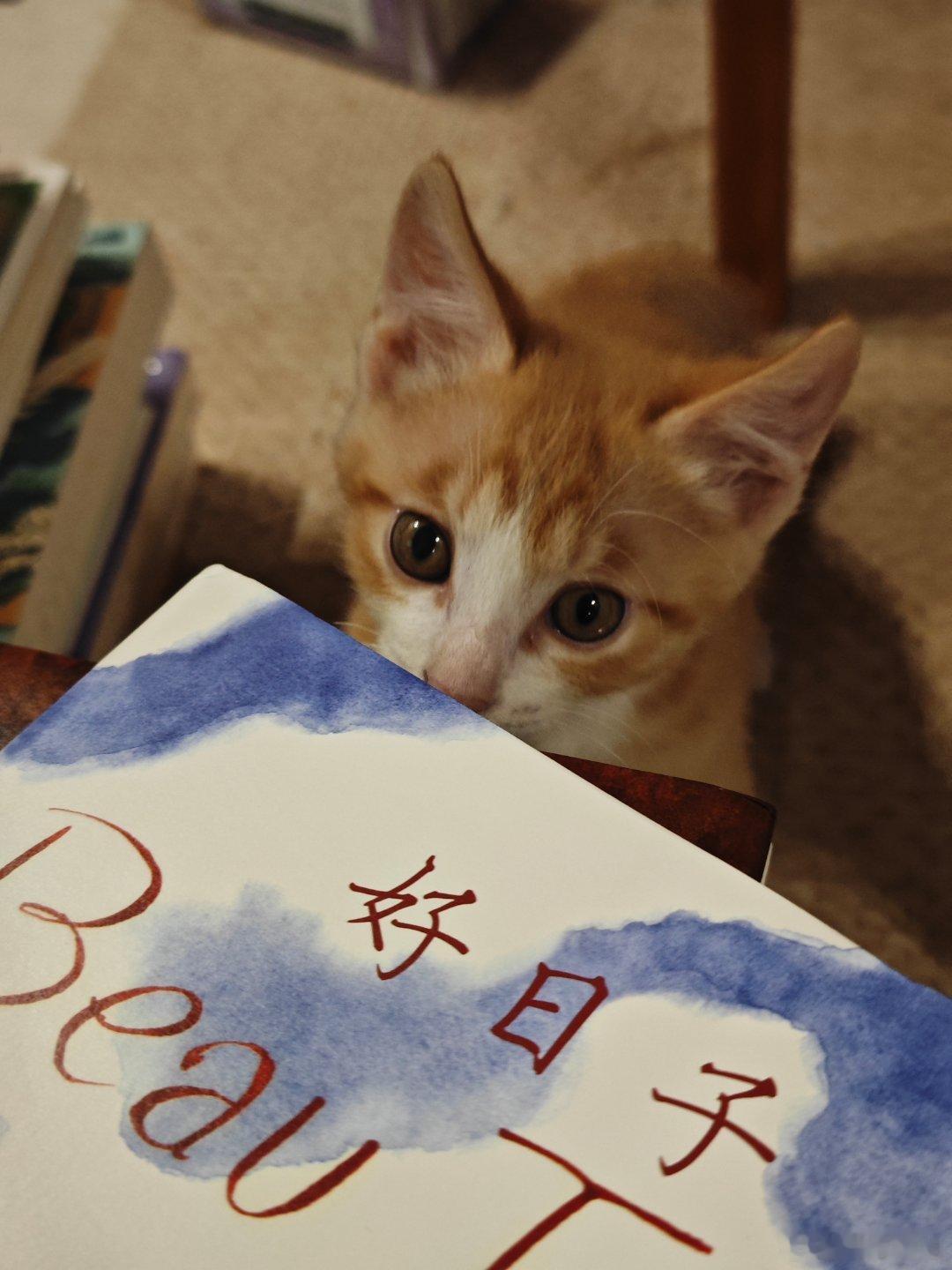 布丁不愧是我最喜欢的四小只之一，那么快就喜欢上书📚还给自己挑了一本《好日子》 