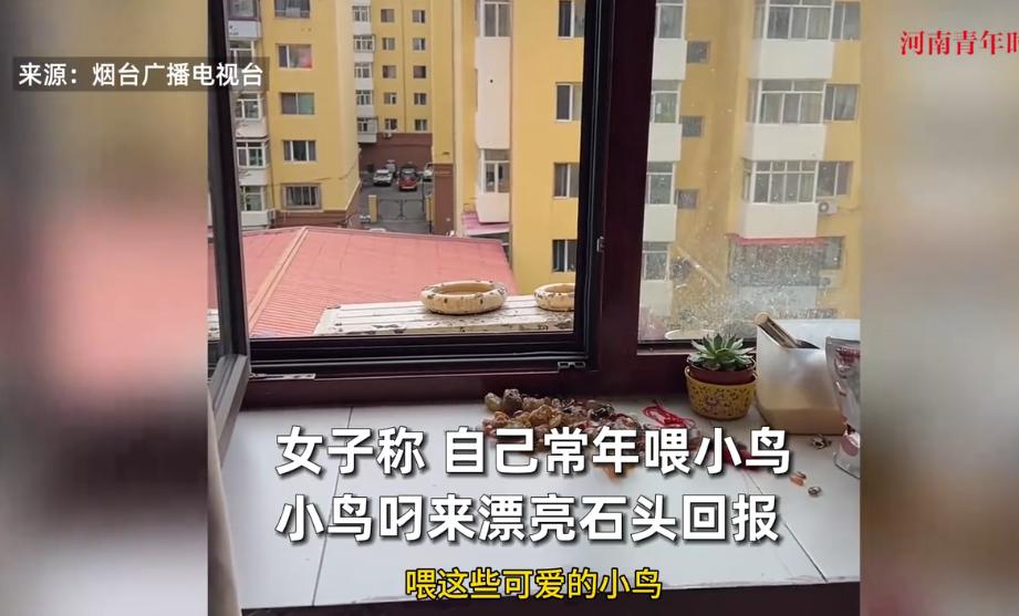 “太通人性了！”8月3日，黑龙江，一女子常年用小米喂食路过的小鸟，不曾想，小鸟竟