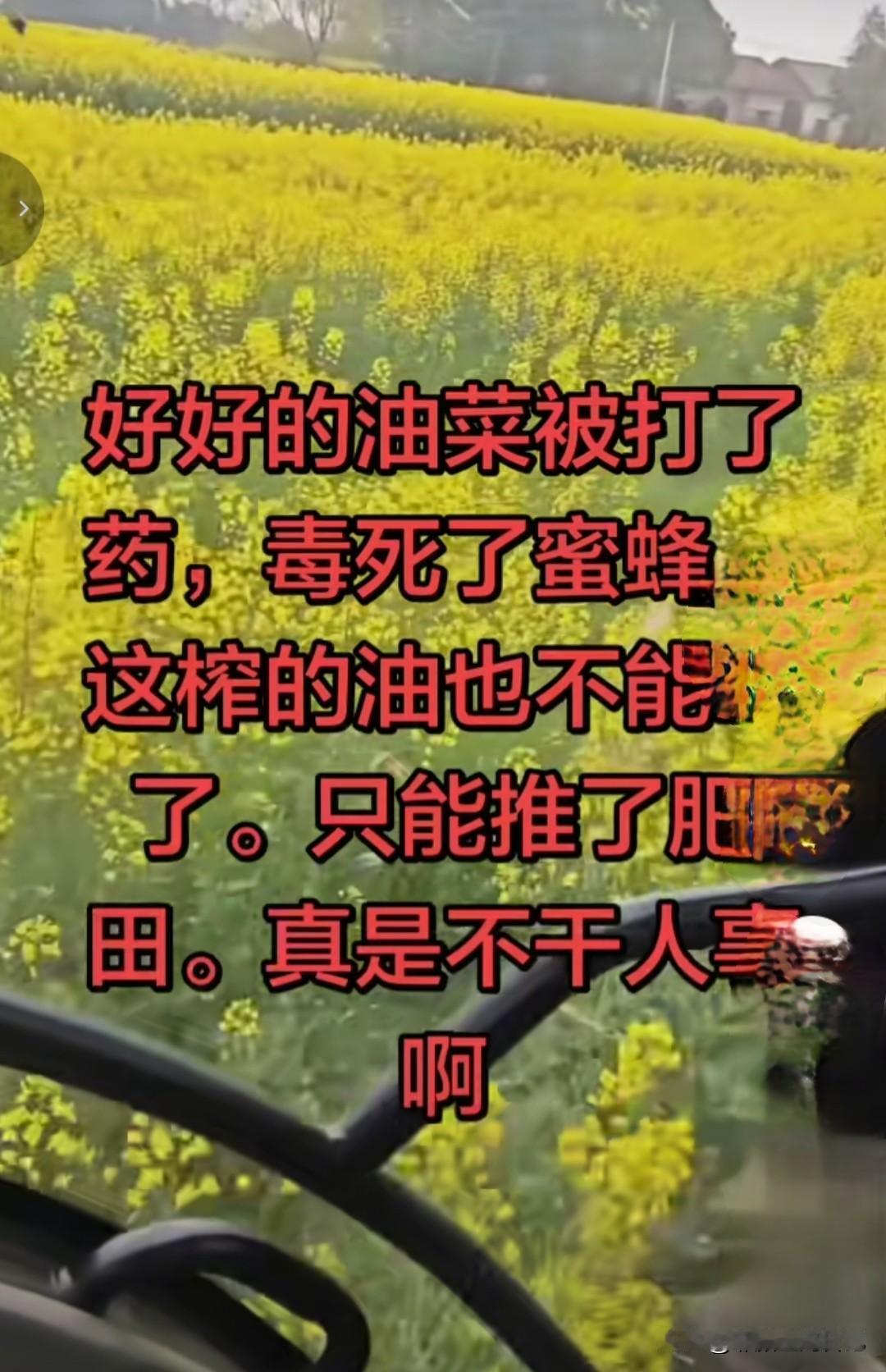 从昨天到今天刷视频都是无人机给油菜花打农药的。虽然我不是菜农，但是上学时候听老师
