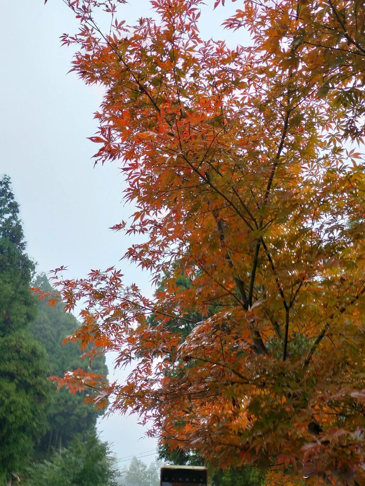 深秋的枫叶真的很美！




#可以分享一张秋景树叶的照片吗#