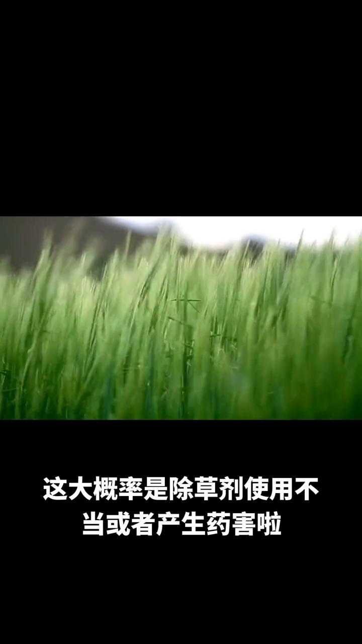 小麦用了除草剂发黄可愁人了，这大概率是除草剂使用不当或者产生药害。之前我家麦田就