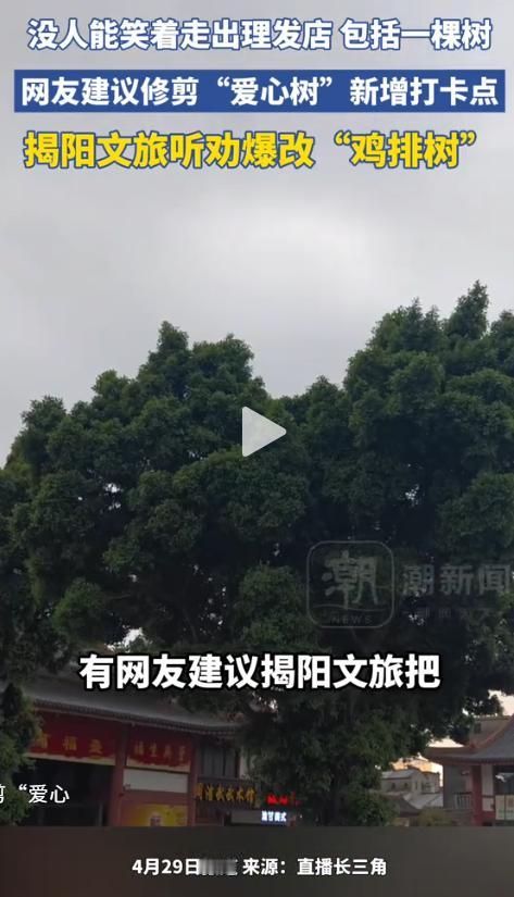 笑不活了！揭阳文旅凭实力出圈，起因是网友建议修剪当地一棵“爱心树”，希望把它打造