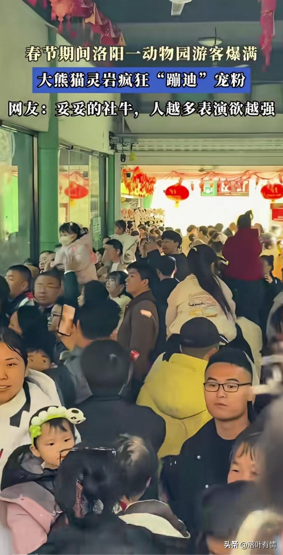 春节期间洛阳景区人数爆棚，
大家都放假了，有时间去游玩，
这直接导致了洛阳旅游城