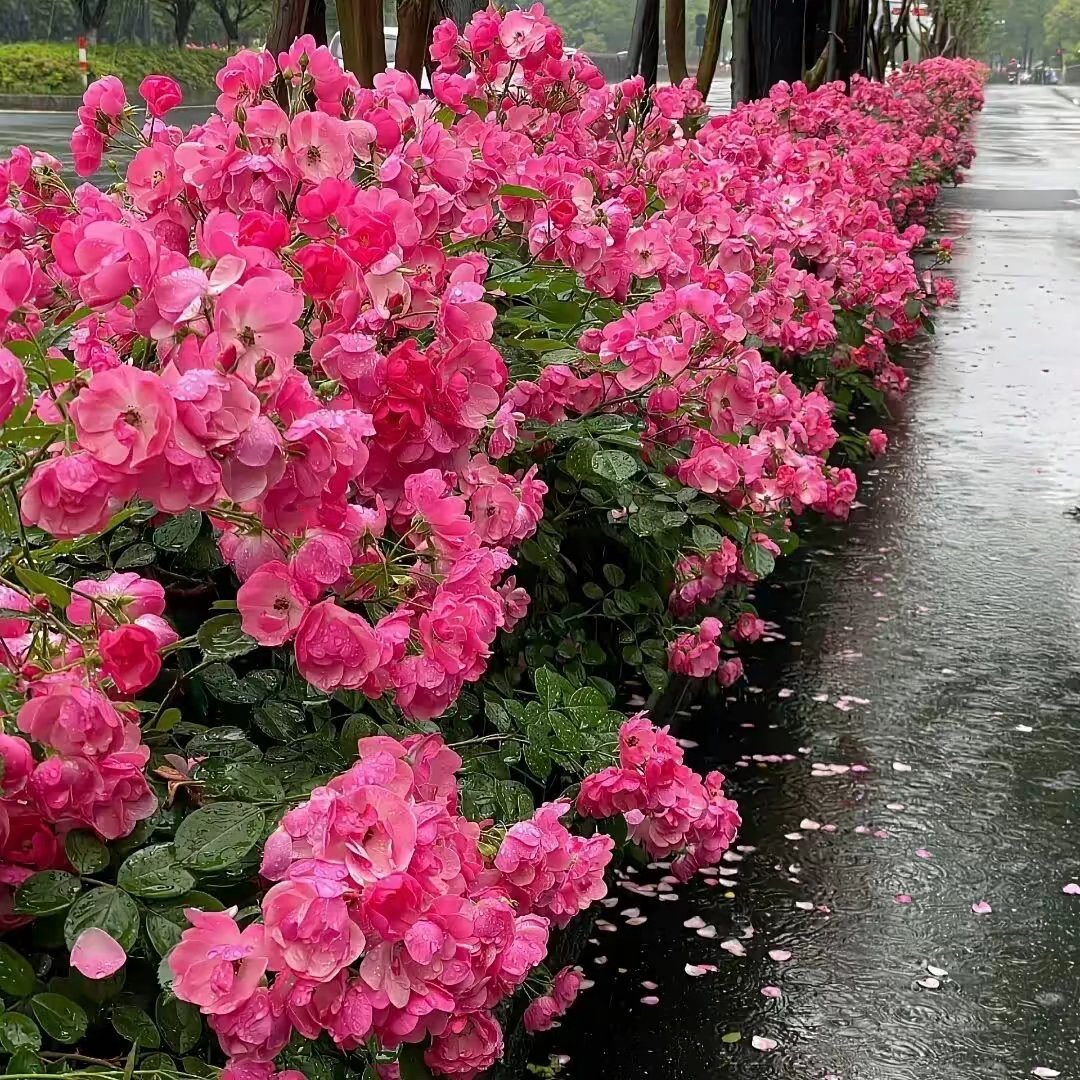 氛围感朋友圈背景图推荐🌂💧(´◊ω◊｀)朋友圈背景图背景图