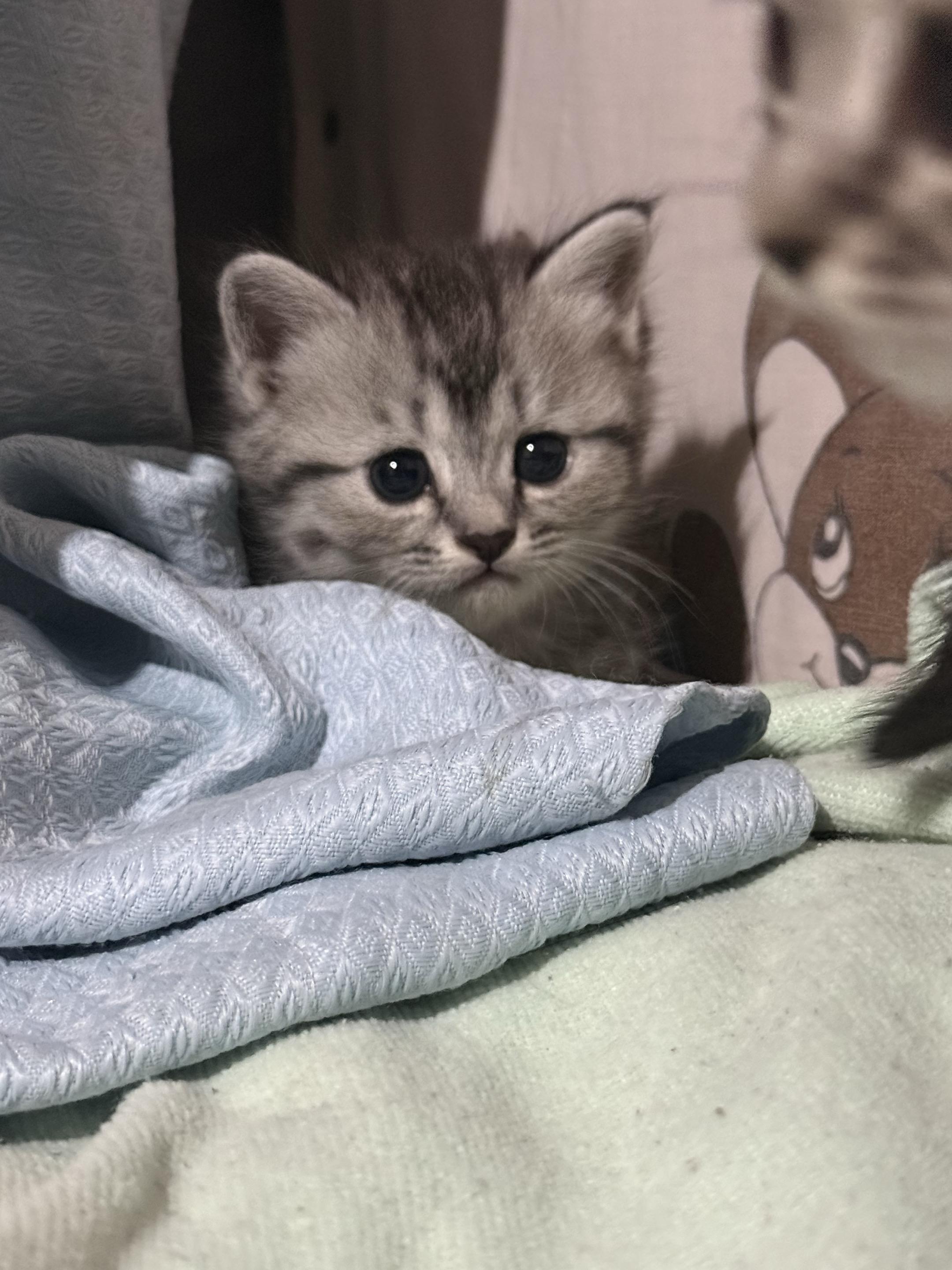 糟糕这只小猫咪谁顶得住啊 猫咪互动超有爱 奶猫cp