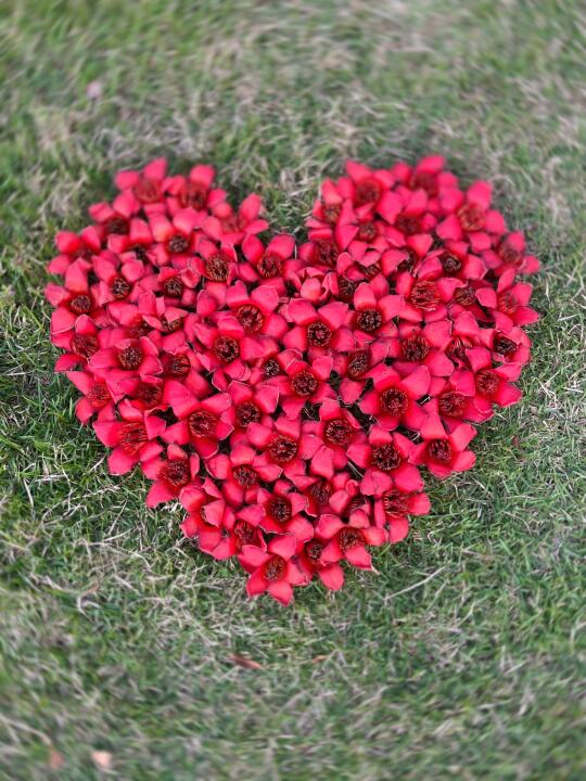 木棉花爱心｜亲手制作爱你的形状❤️❤️❤️