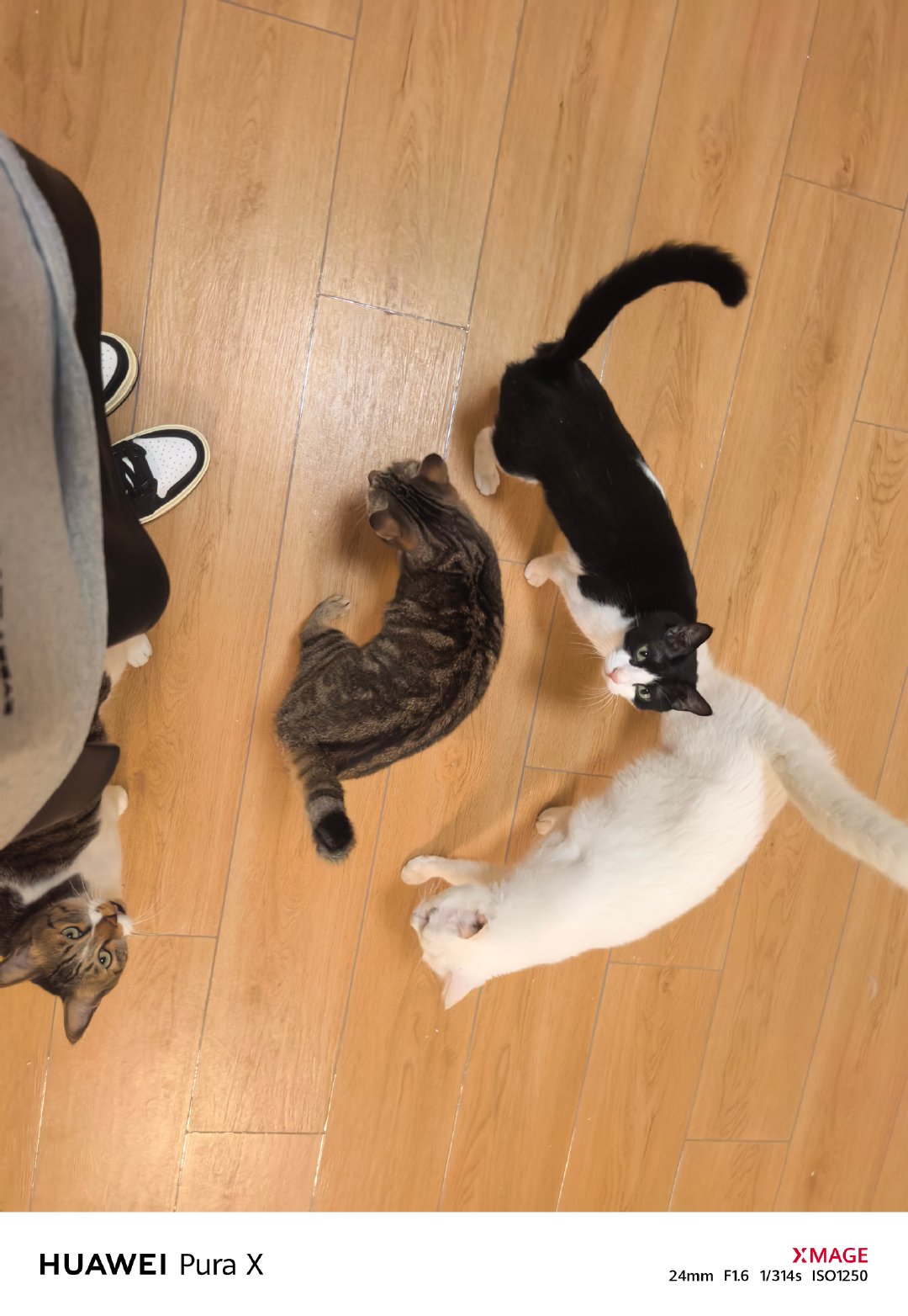 回家就有一群排队等着求撸的猫，是不是也很幸福呀？！ ​​​