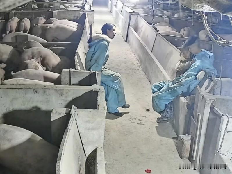 网上看到一对年轻的夫妻，在农村老家创业养猪，看规模应该有两三百头，平时一直把女儿