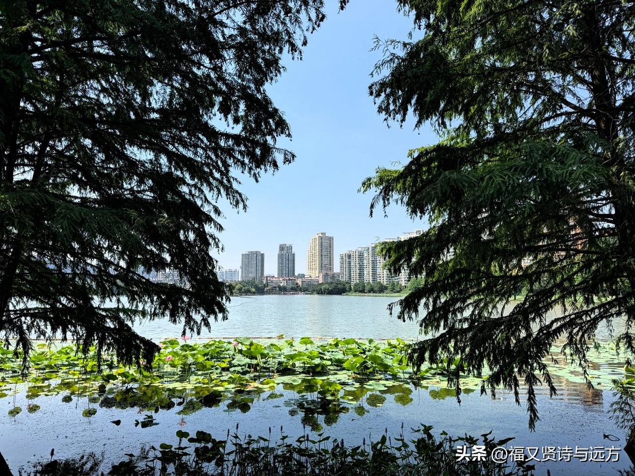 近期来南京莫愁湖公园赏荷花的游客特别多。客观地说莫愁湖公园今年的荷花特别迷人，超