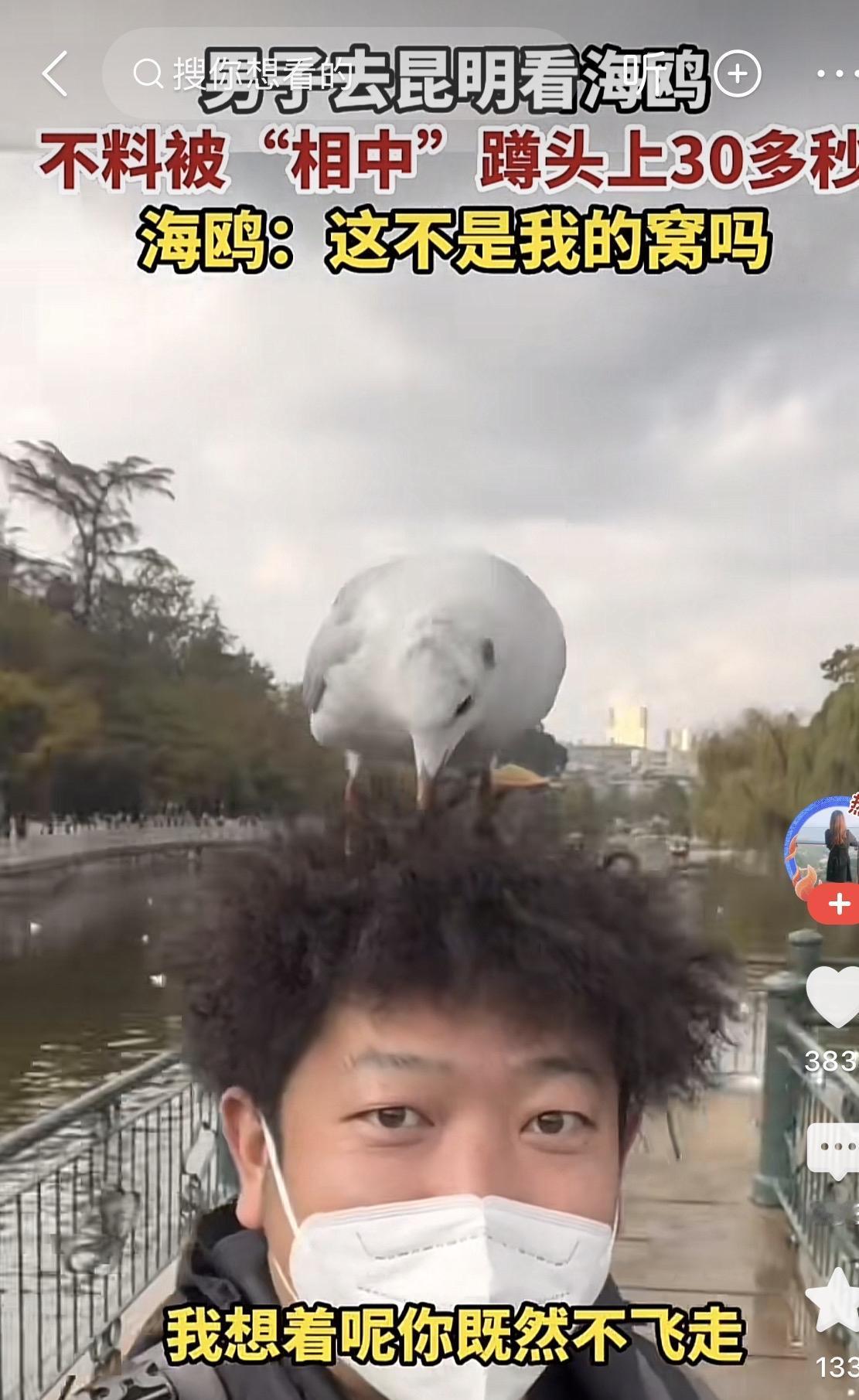 鸡窝头！快看！小时候大人说的鸡窝头终于具像化了[捂脸]
一男子去昆明看海鸥，没想