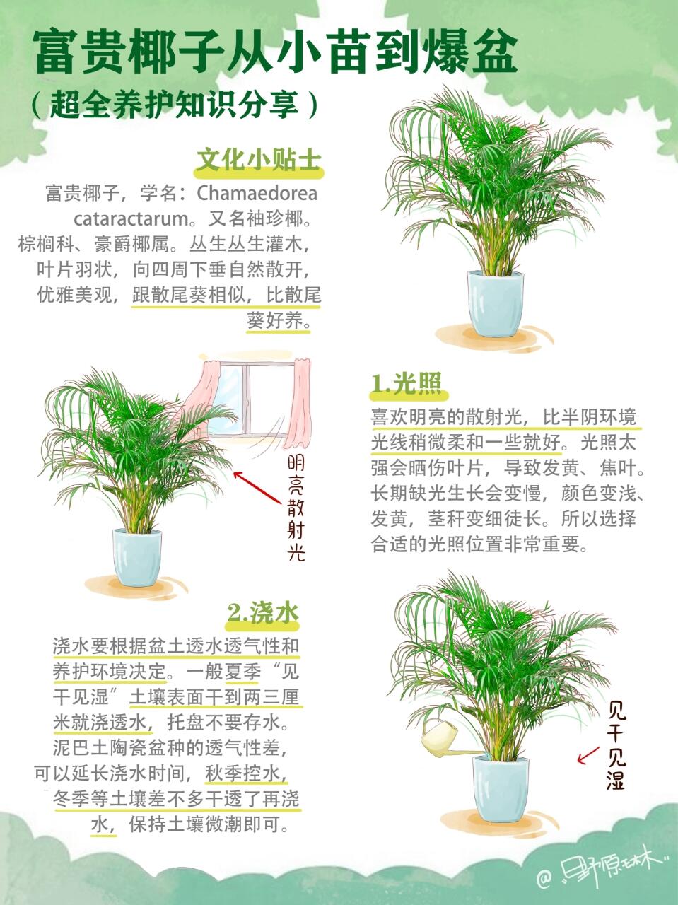 富贵椰子从小苗到爆盆，超全养护知识分享