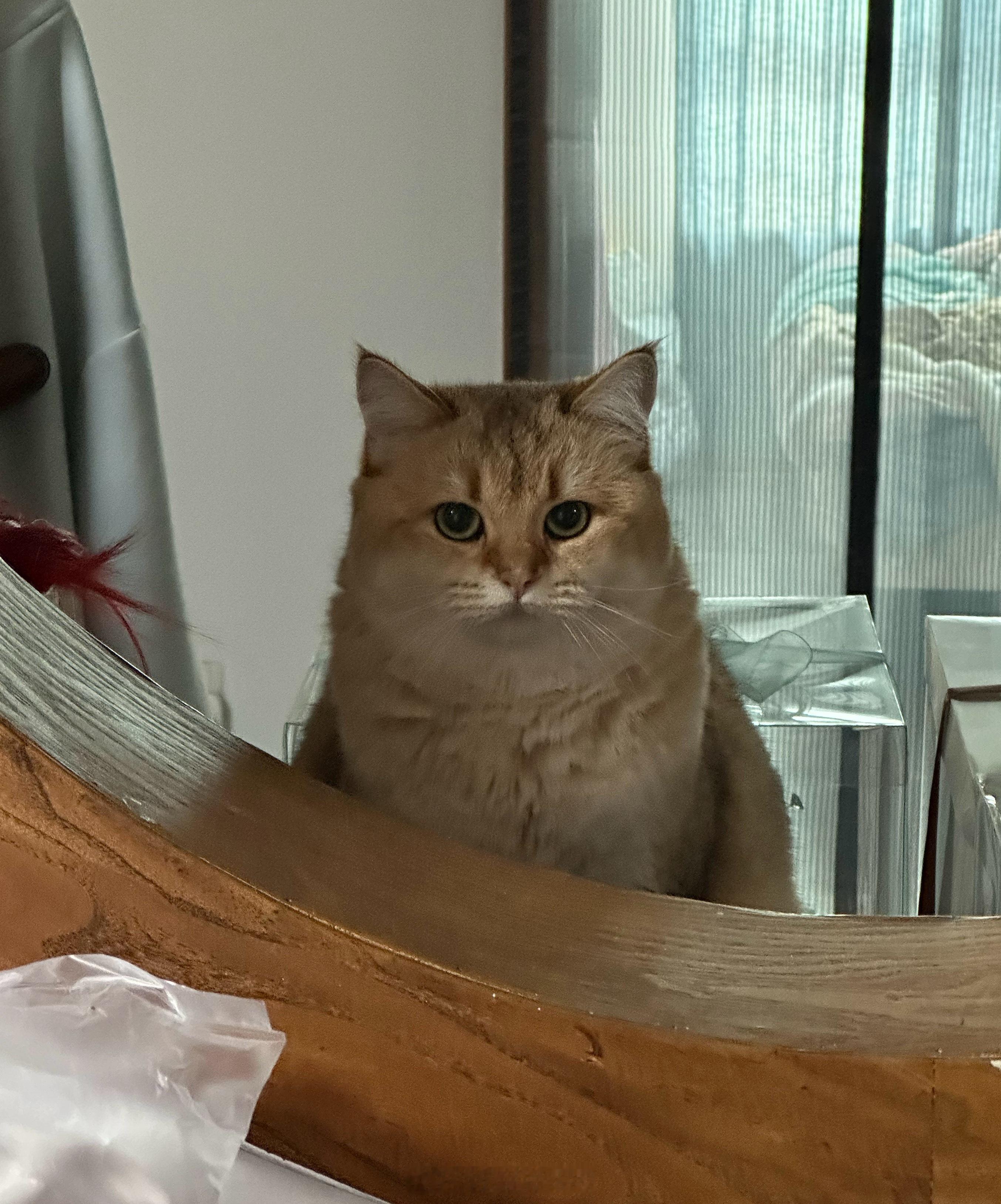 钱钱：麻麻，咪会好好看家的 