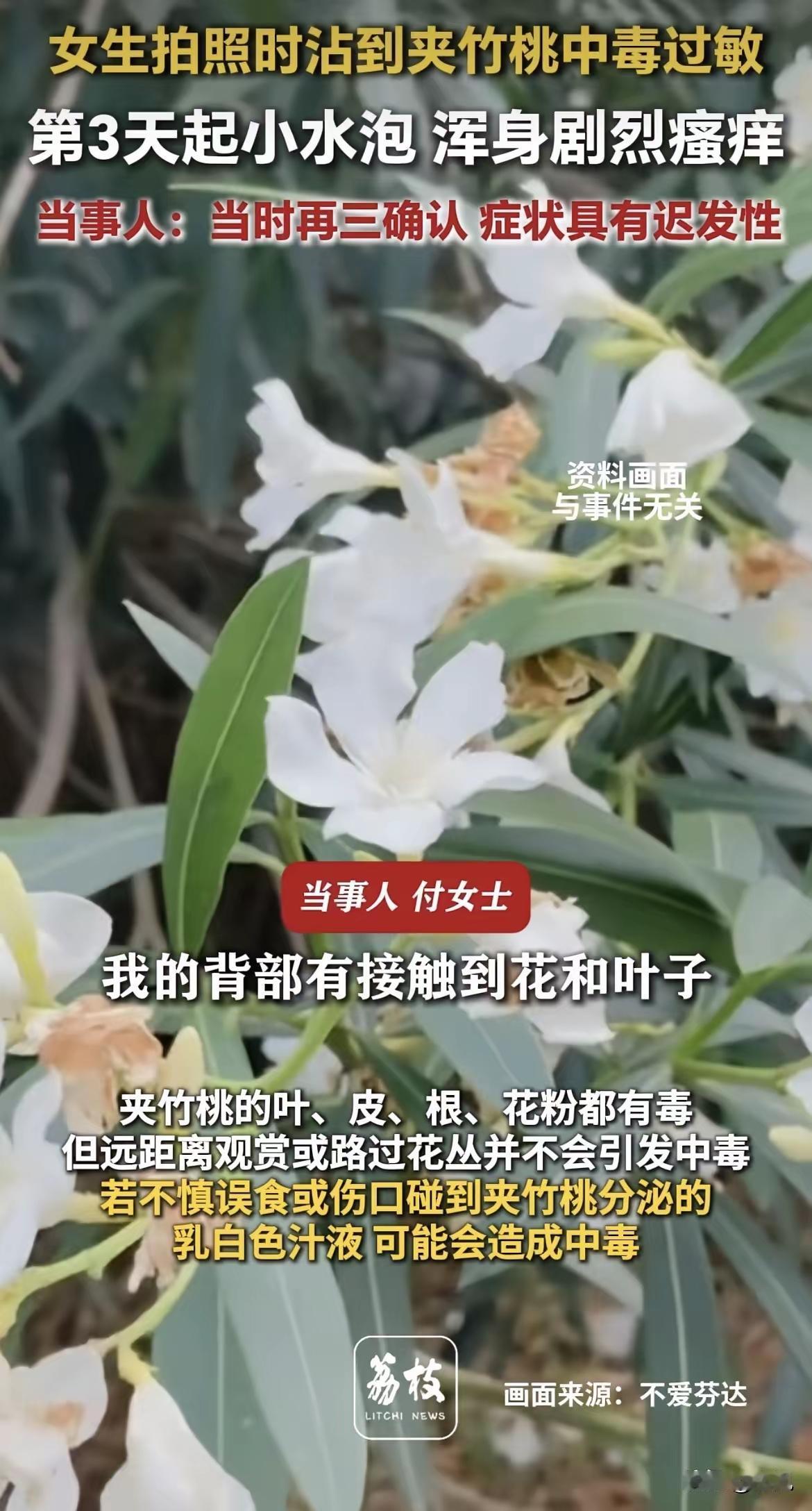 遍地可见的夹竹桃：既是城市功臣，也是暗藏的危险毒物
 
有个女孩曾把洁白的夹竹桃