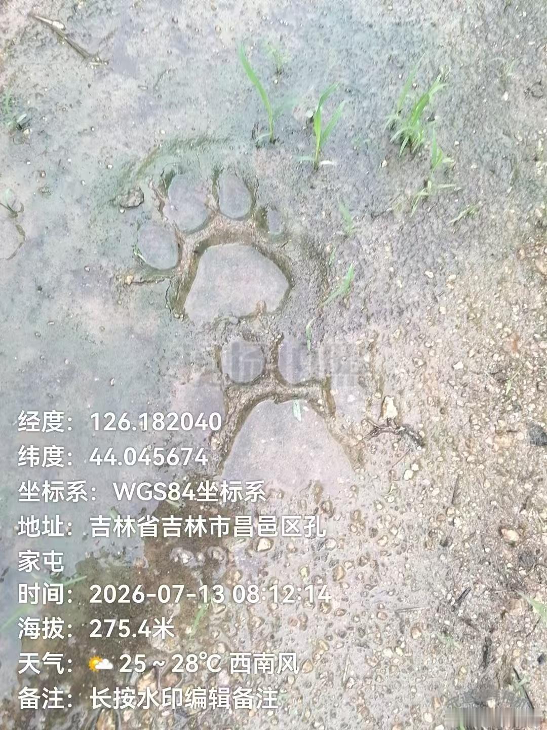 群里看到的，看到这个脚印，应该是野生东北虎吧 