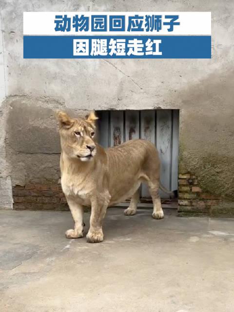 徐州“狮中柯基”爆火：短腿背后，是猛兽最温柔的生存故事
 
“这狮子怕不是偷偷跟