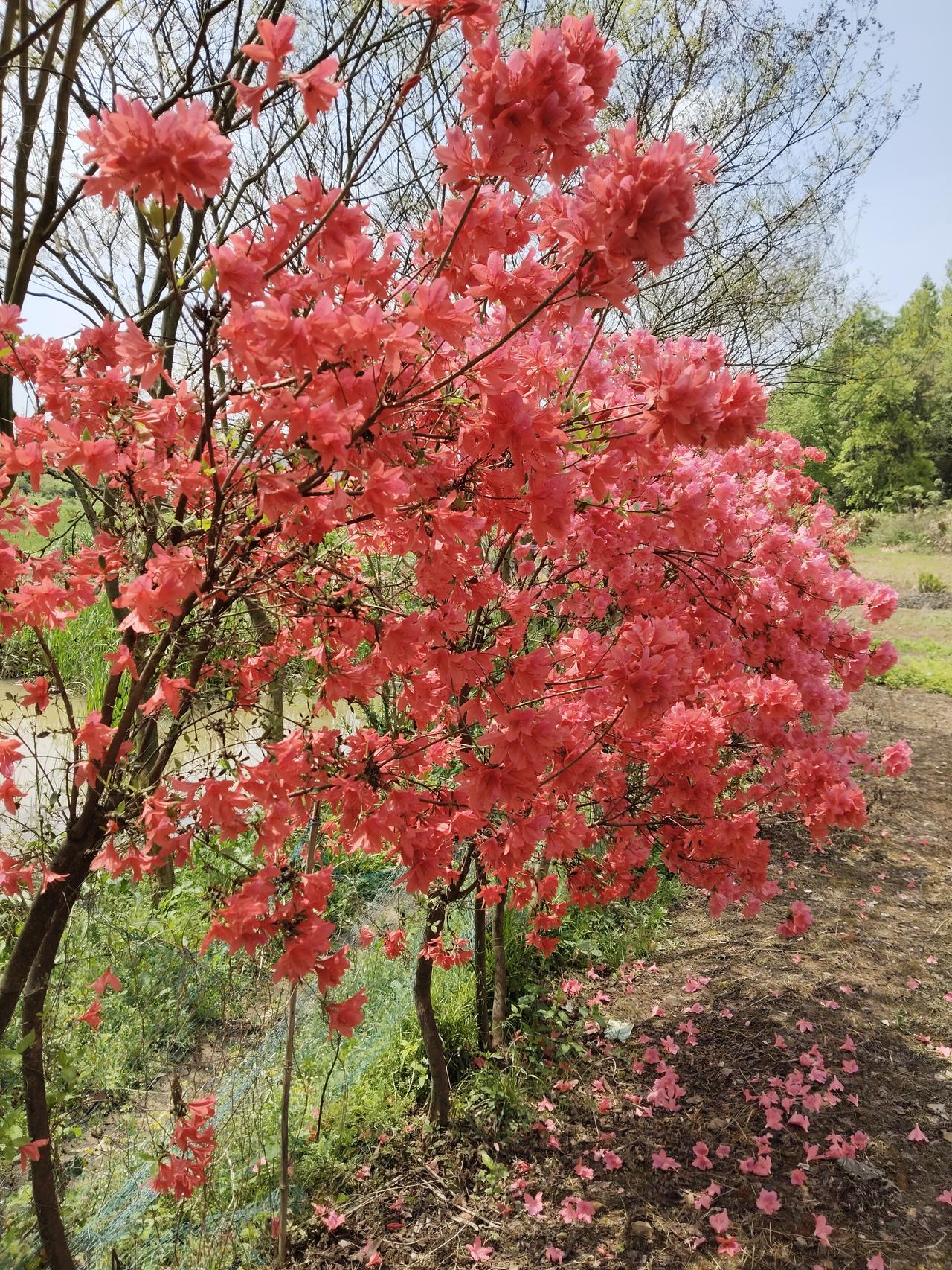 有没有漂亮的花朵图片吗