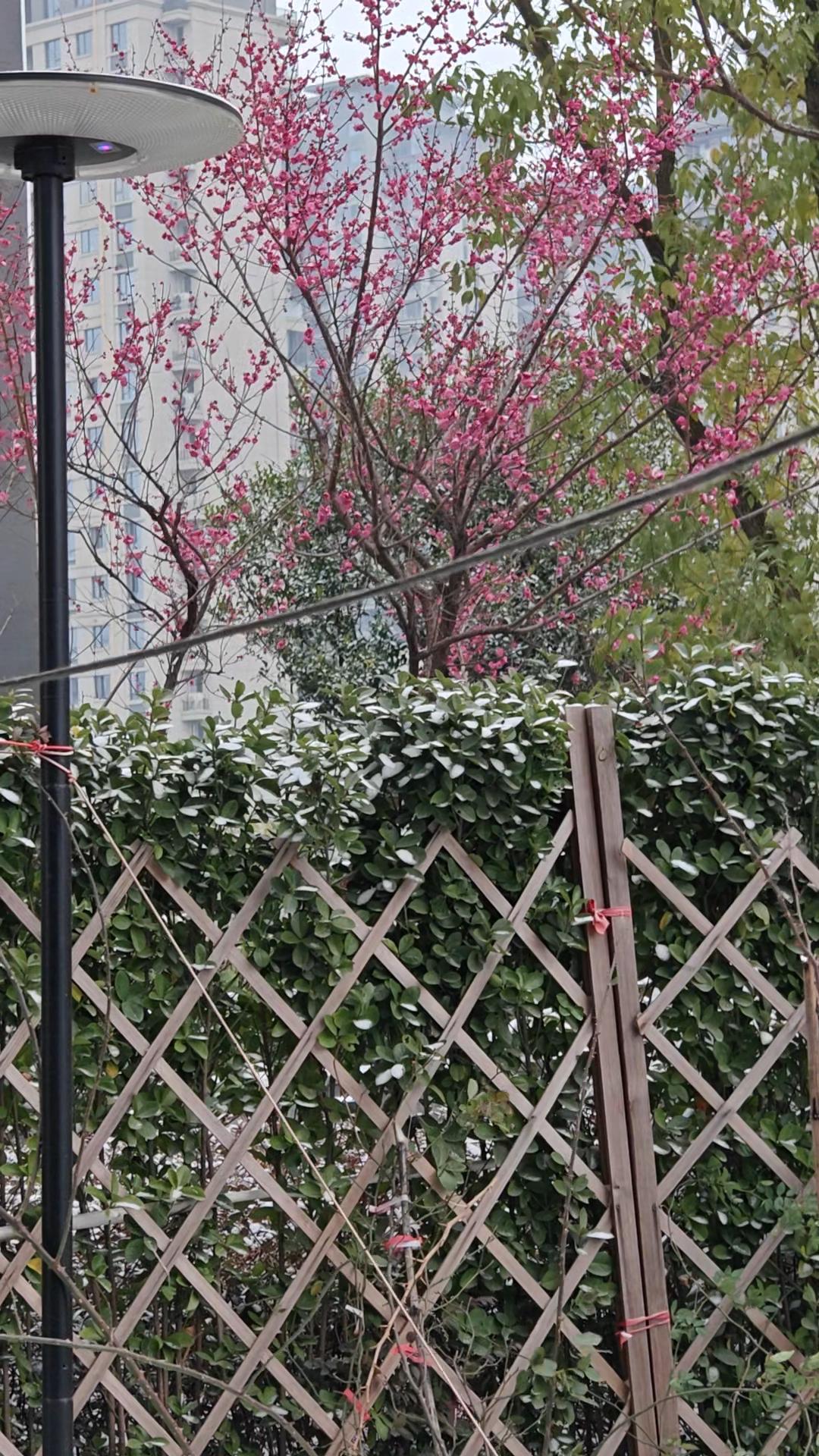 早安吉祥！
今日大寒降瑞雪，
琼花碎玉迎丰年。
窗外银装裹素枝，
屋内茶香暖人心