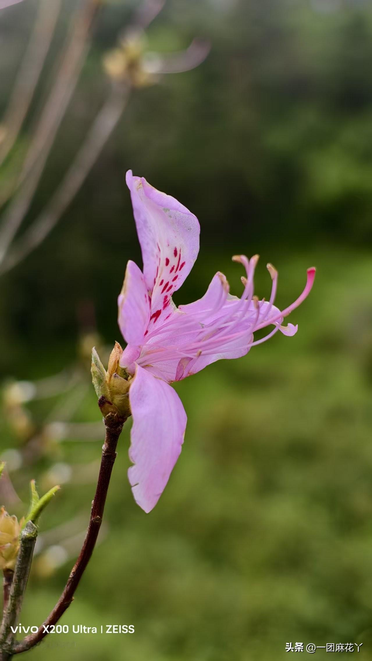 都说麻团儿喜欢去杜医生那里看牙，暖呼呼、香喷喷是一方面，另一方面她也方便呐。预约