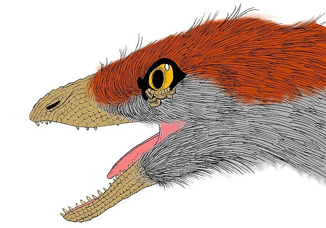 #你的桌面恐龙博物馆# 第六课 中华龙鸟（三）Sinosauropteryx 回