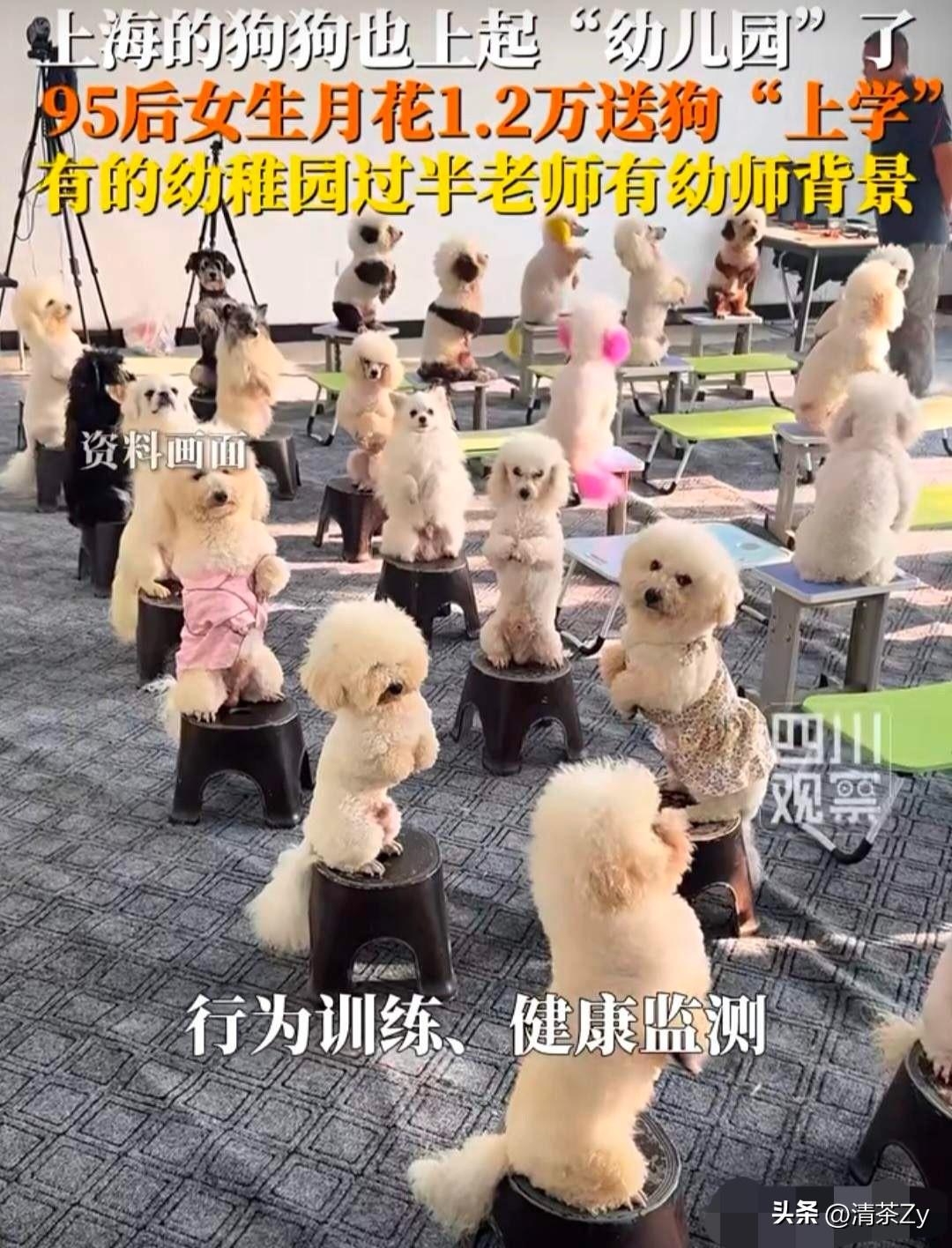 真是大千世界 无奇不有！

上海有家幼儿园因为没有生源，成功转型为宠物幼稚园了！