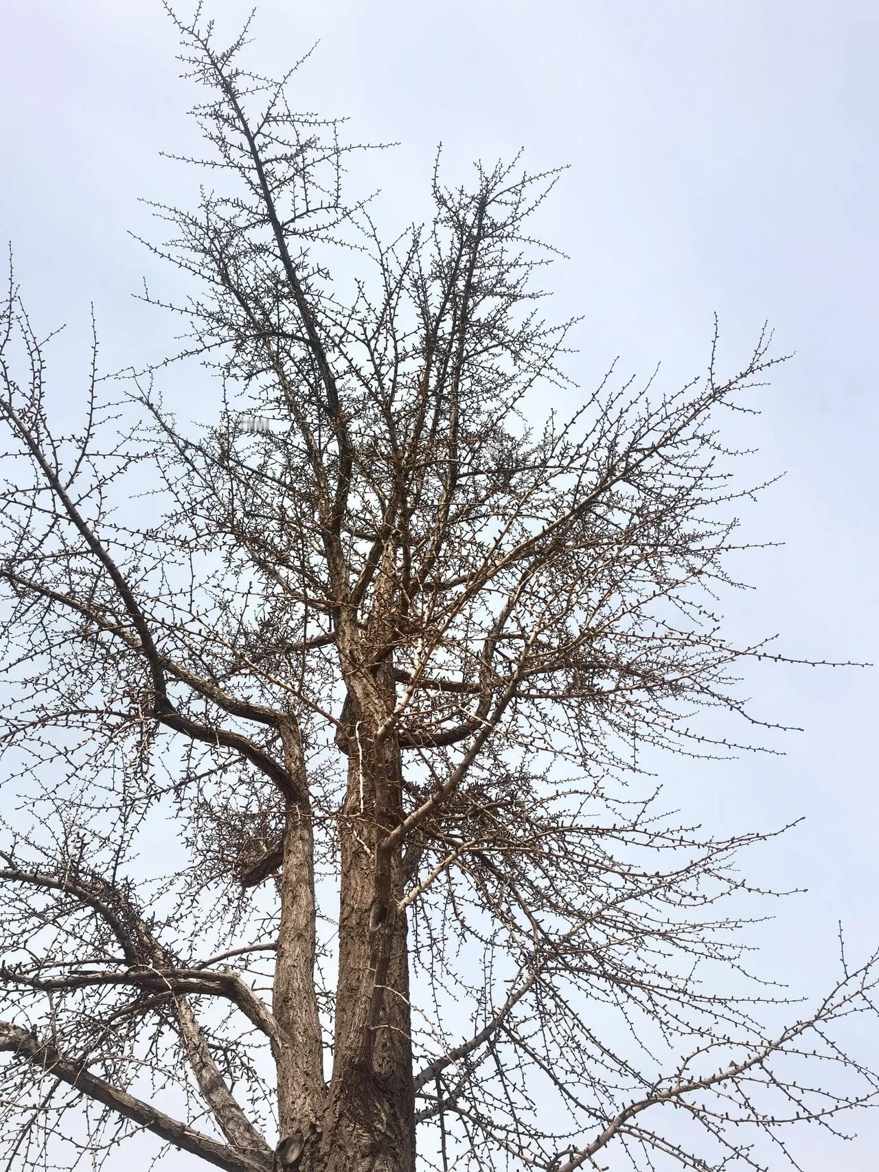 春天来了，万物复苏。