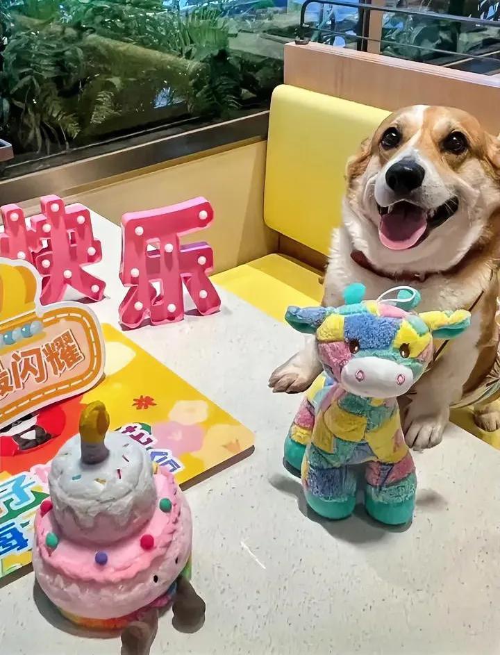 家人们谁懂啊！深圳这家海底捞直接把“陪伴经济”玩明白了——全国独一份的萌宠派对店
