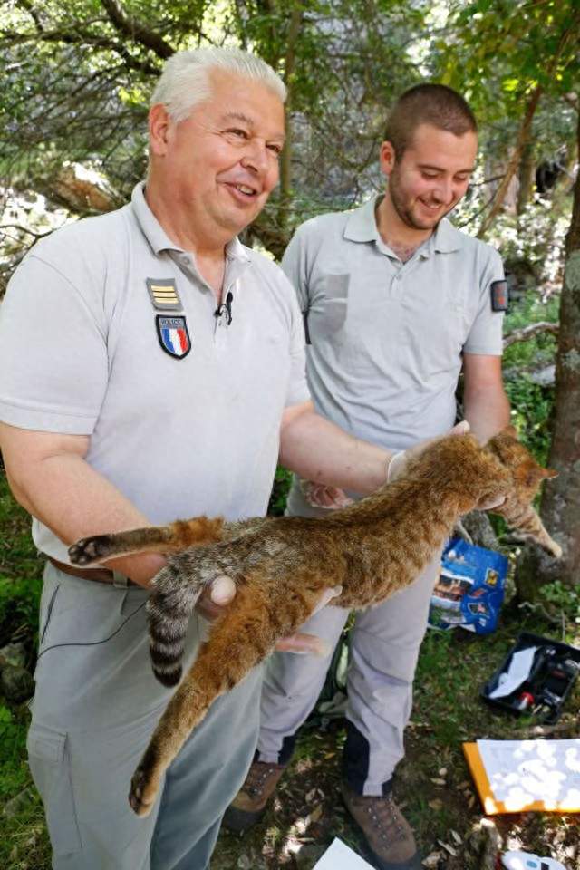 百年难得一见！全新猫科物种现身世间