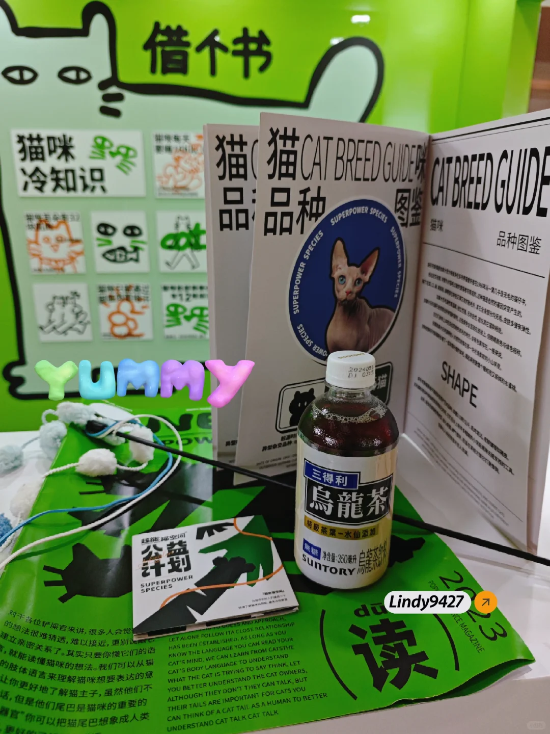 德文猫🐈主题展~猫咪亲和力👍