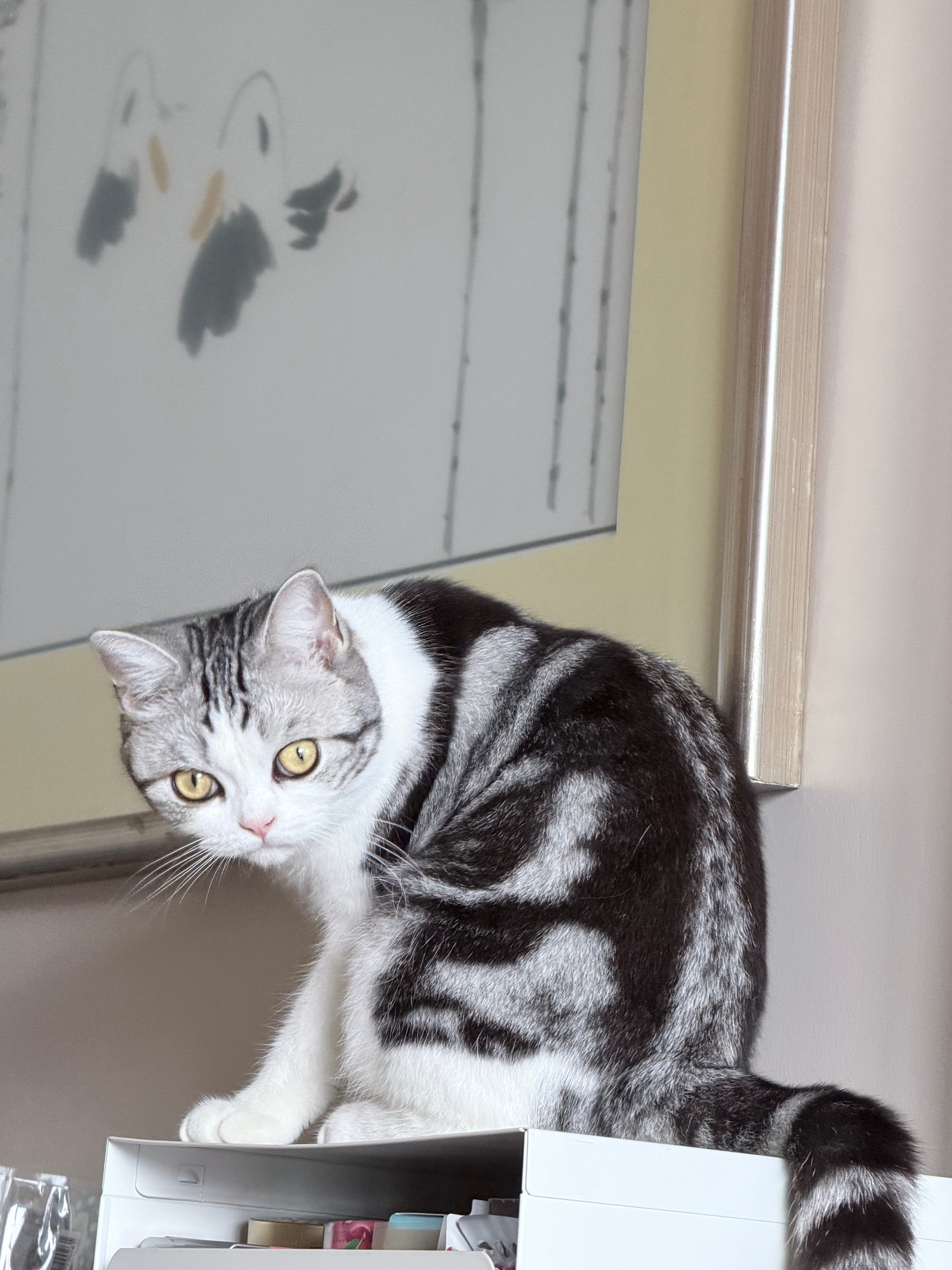 发个团子好吧啦 