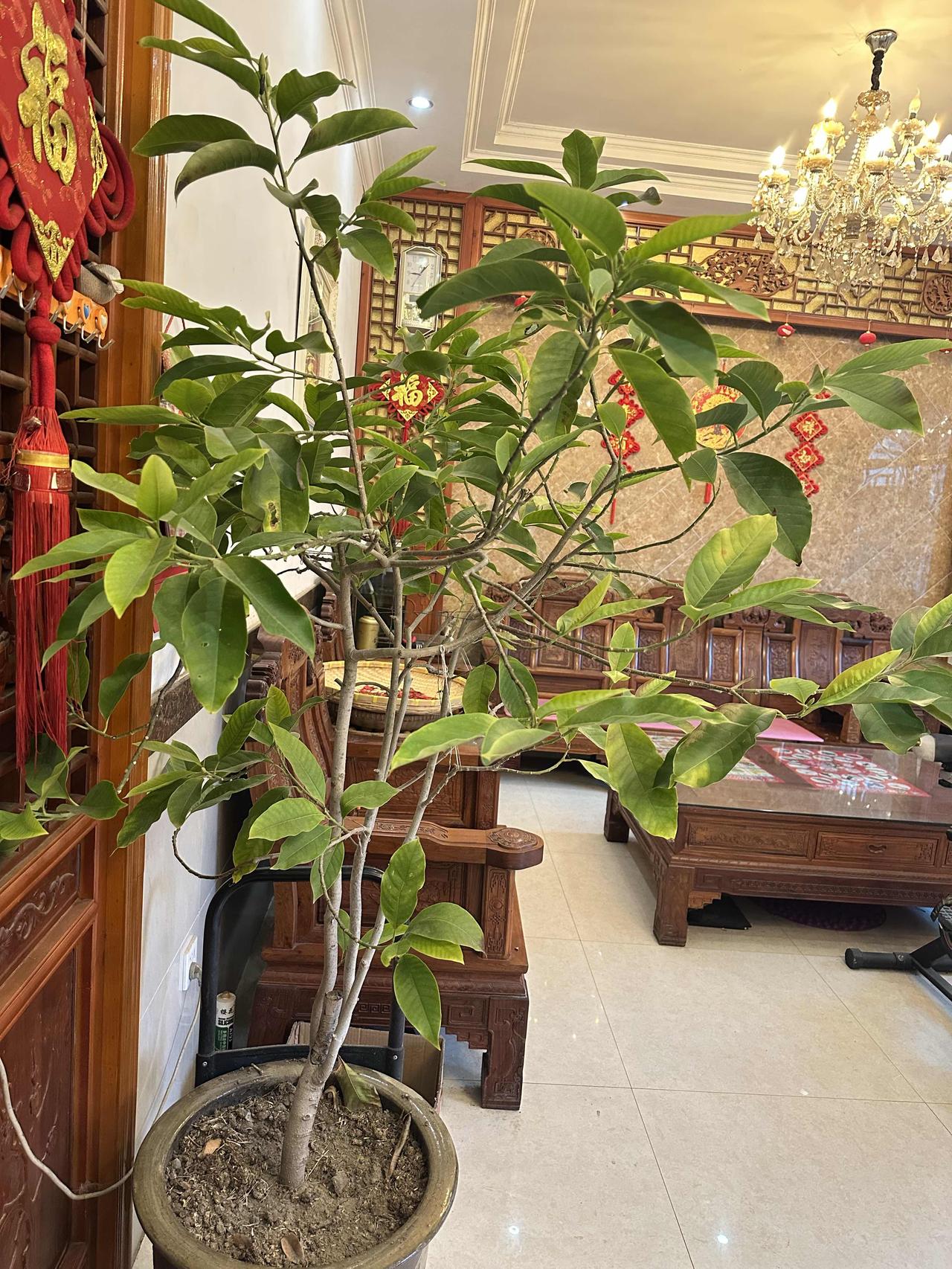 家中的香橼树（白兰花），藏着日常的温柔

客厅一隅的香橼树（白兰花）过冬了搬进家