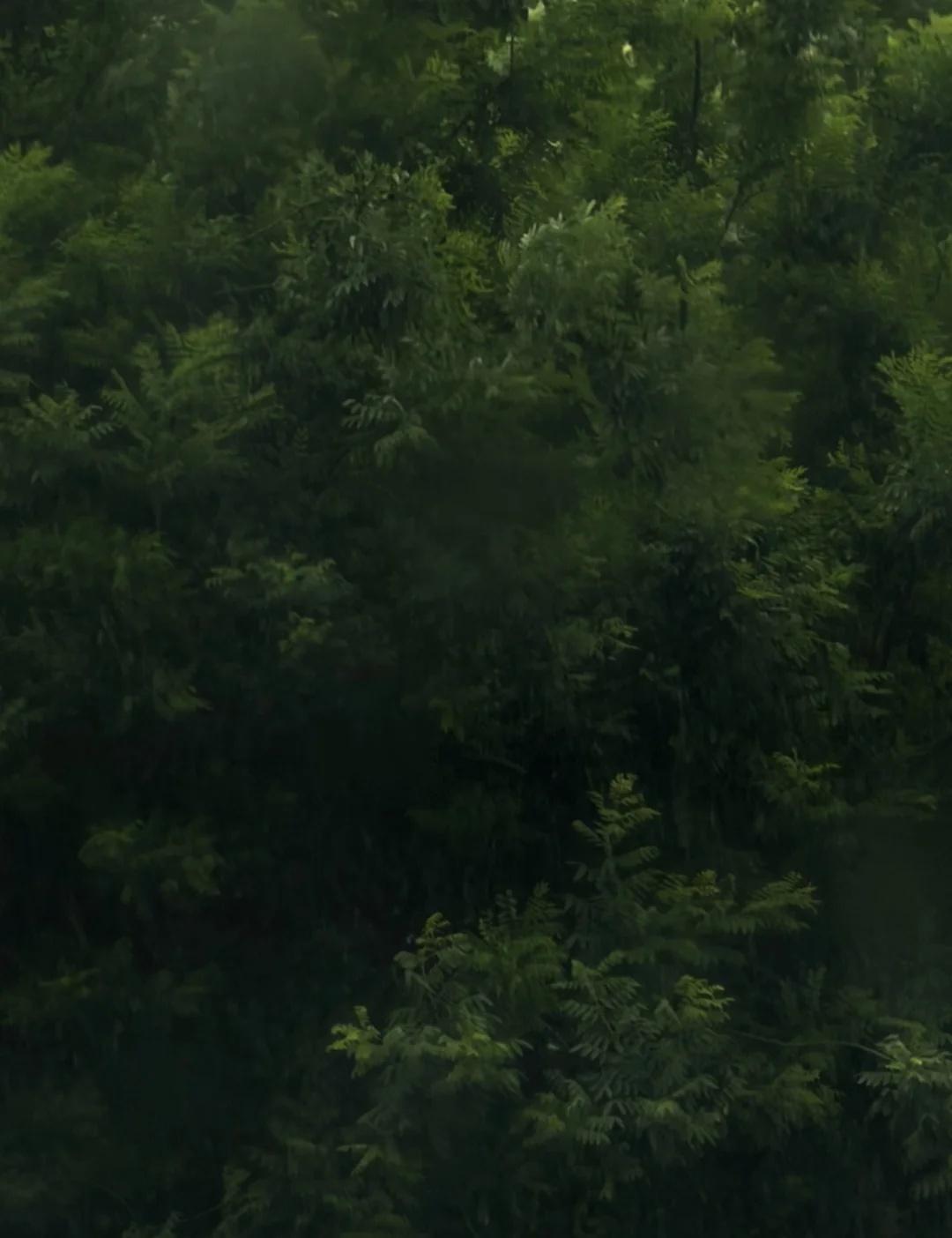 大雨
突如其来的雨