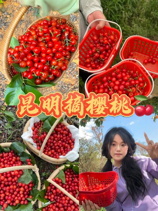 昆明樱桃🍒采摘最全攻略❗️6大采摘地推荐❗️