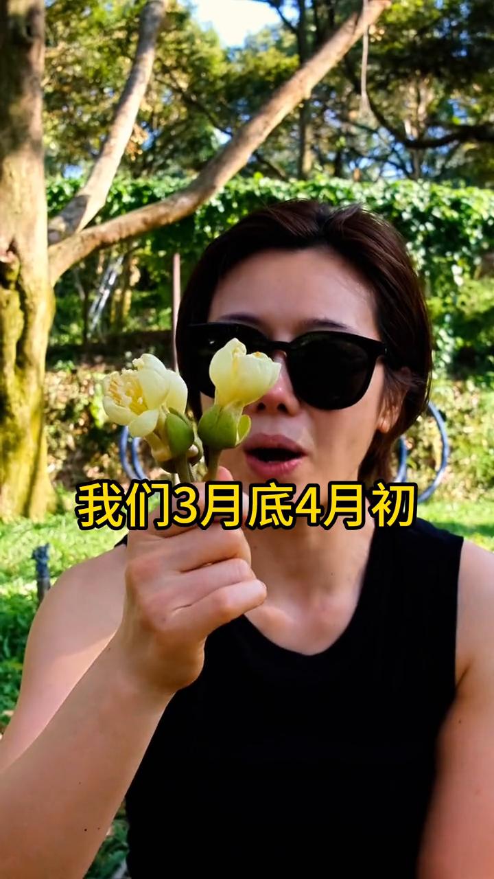 现在工人在打掉榴莲花，因为榴莲花不打掉会影响整个榴莲的生长。3月底、4月初会有一