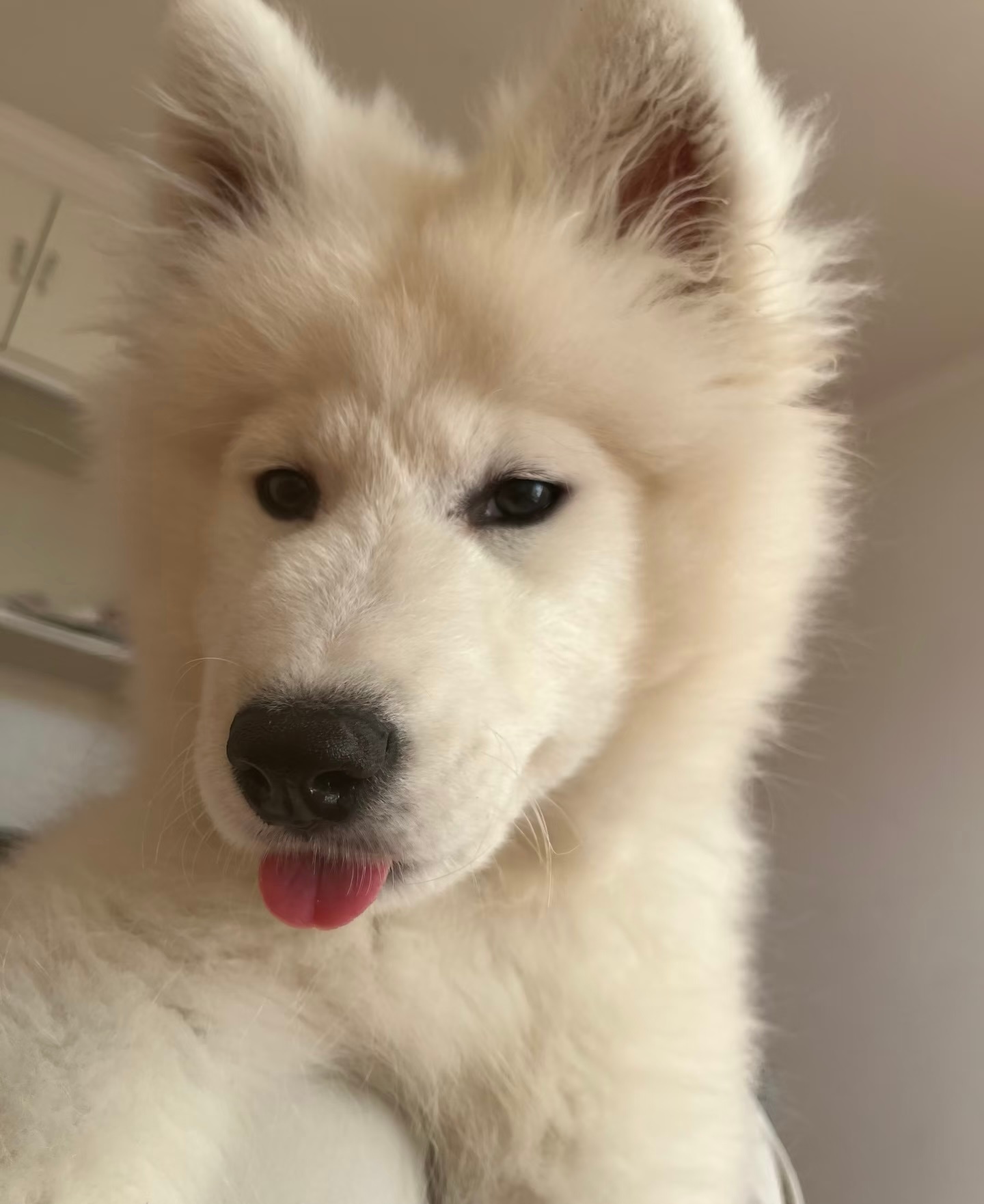 尴尬期的萨摩耶 