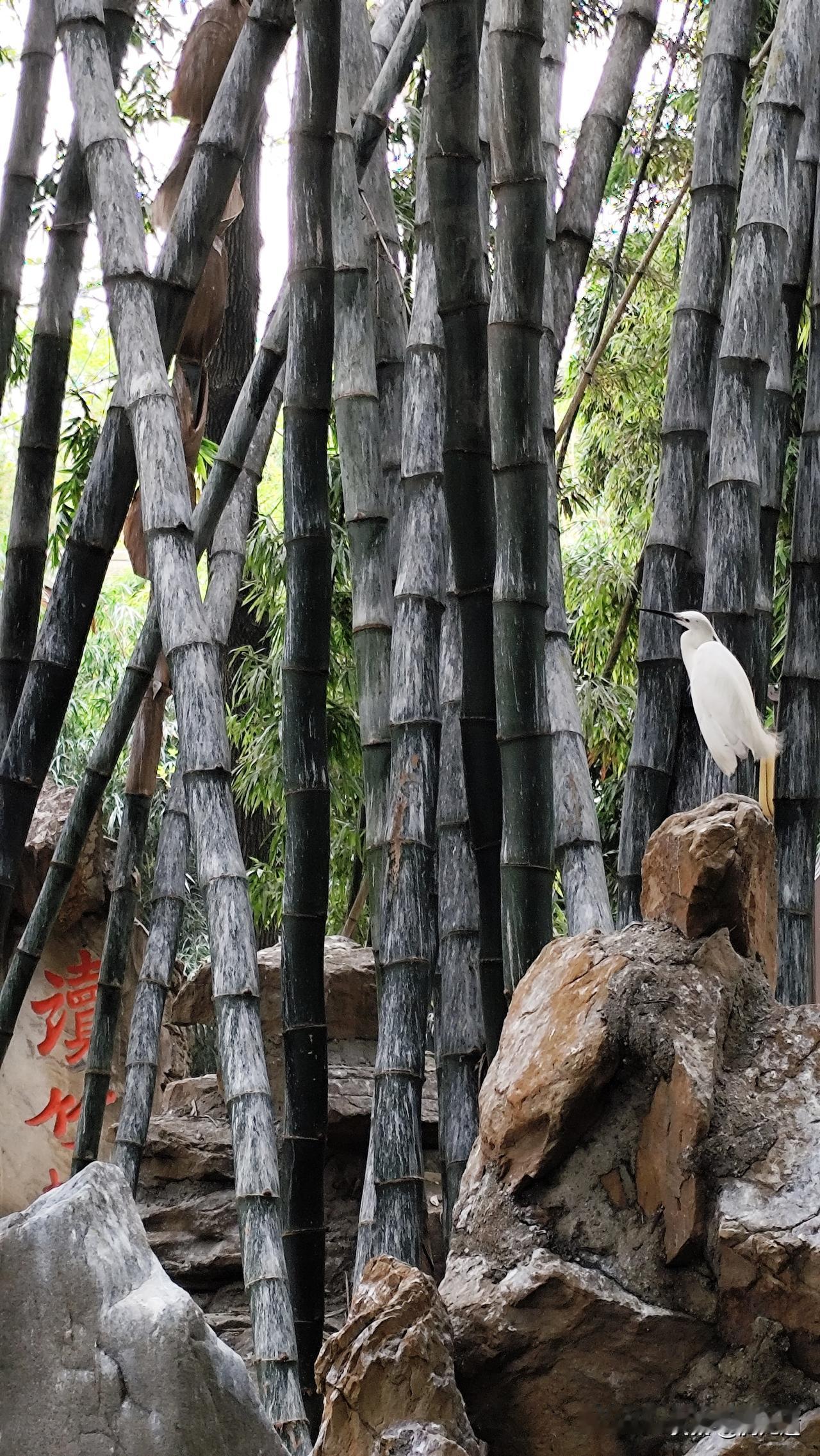 成都旅游打卡??成都望江楼公园竹林风光