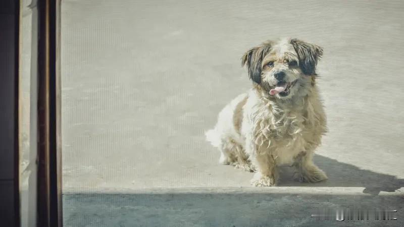 哪些动物致伤可以导致狂犬病? 能致狂犬病的动物还挺多。高风险的首推狗和猫，狗是狂